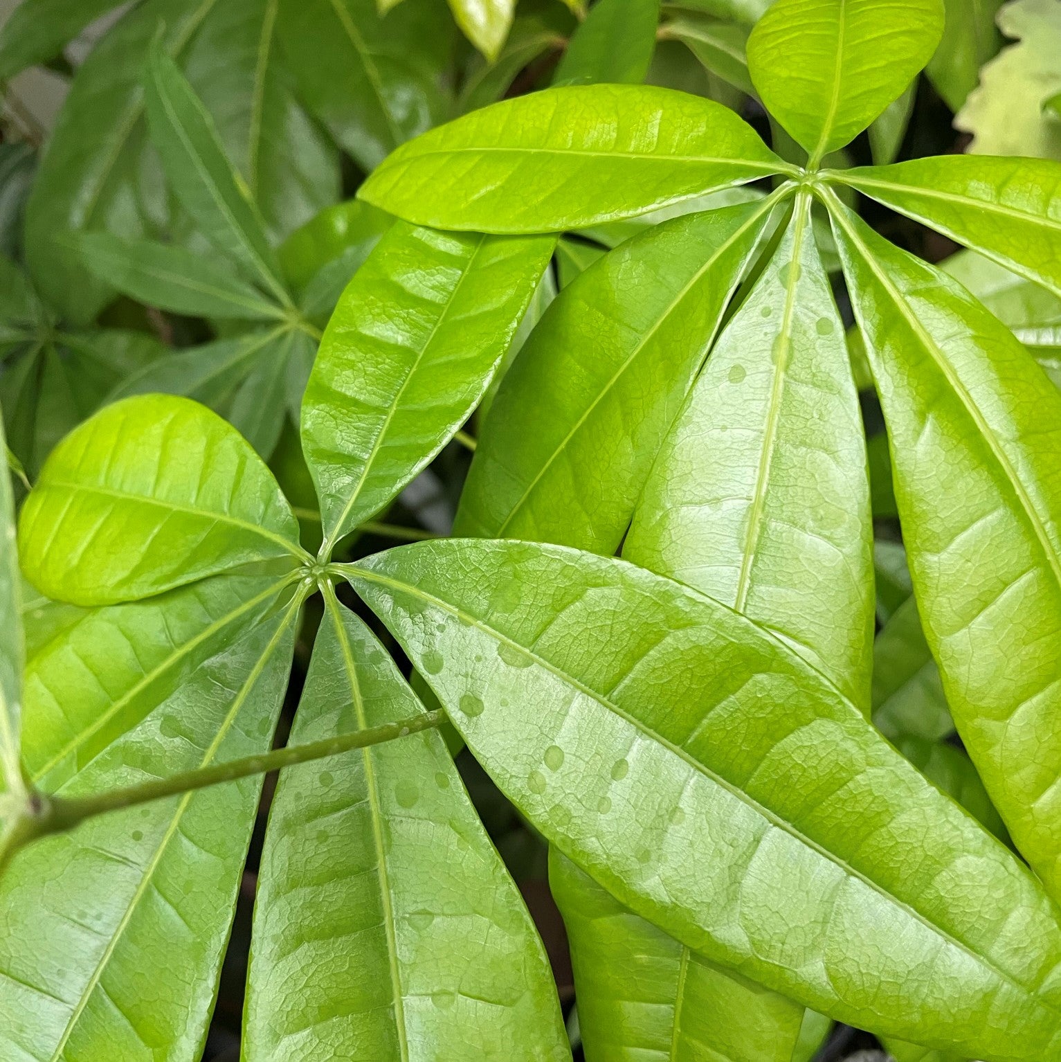 Pachira aquatica - Money Tree