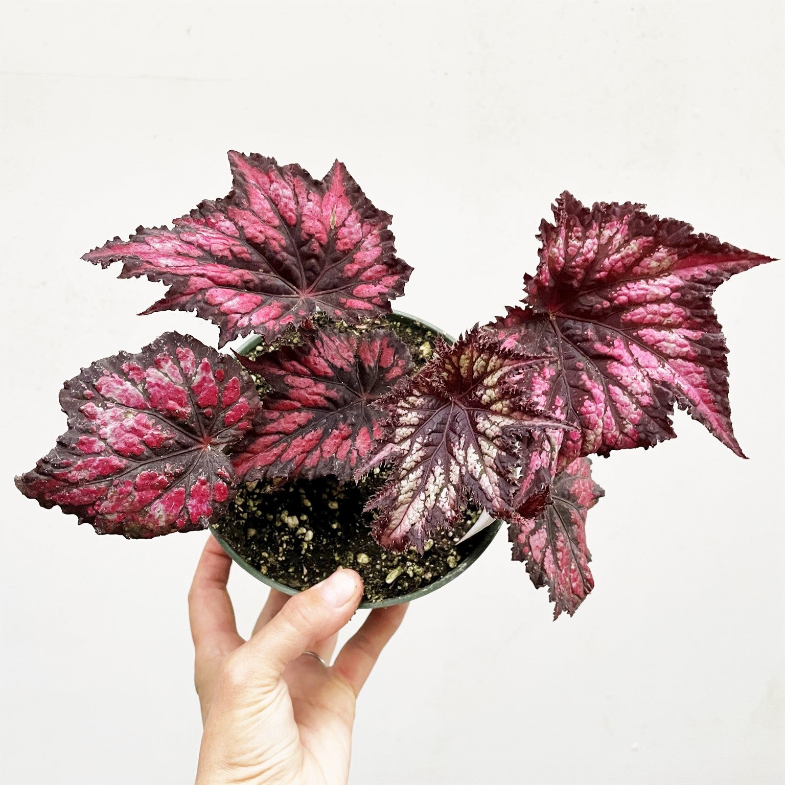 Rex Begonia Jurassic 'Cherry Spike'
