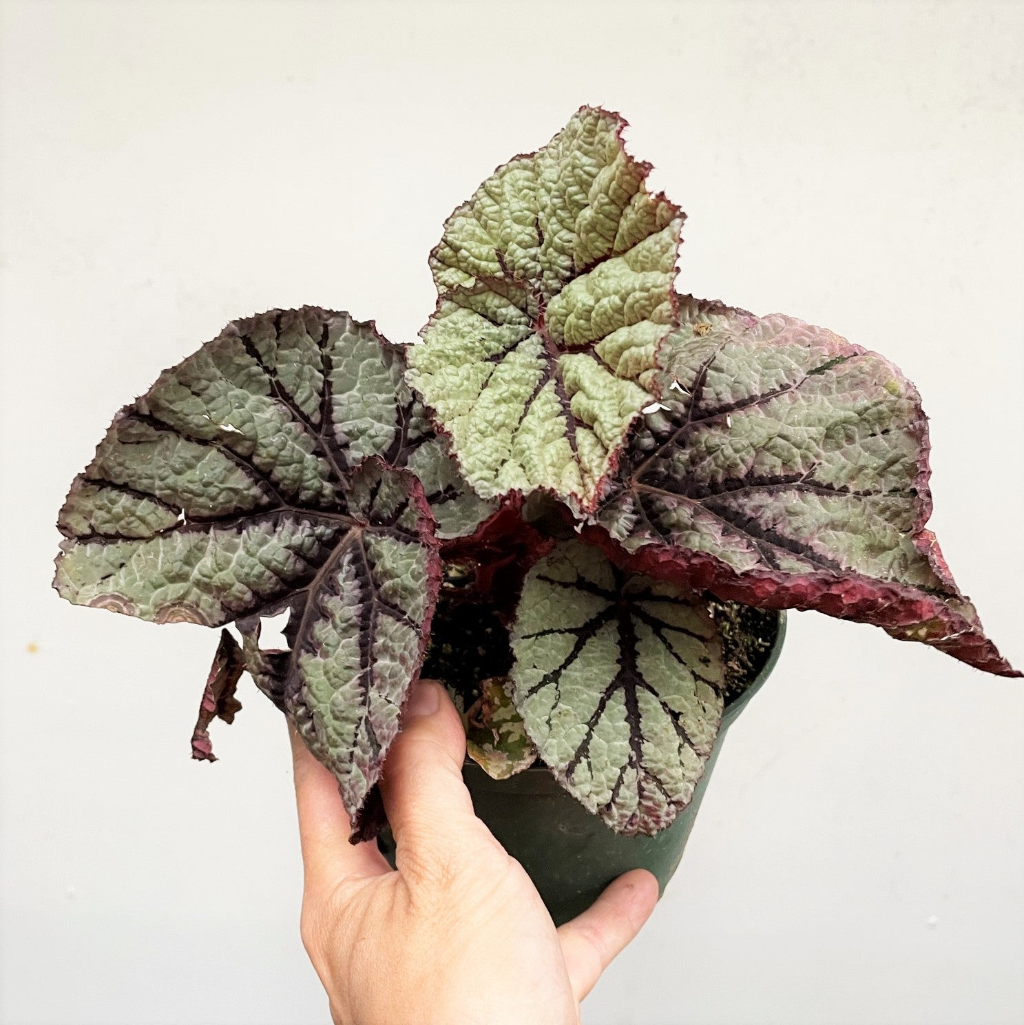 Rex Hybrid Begonia 'Fedor'