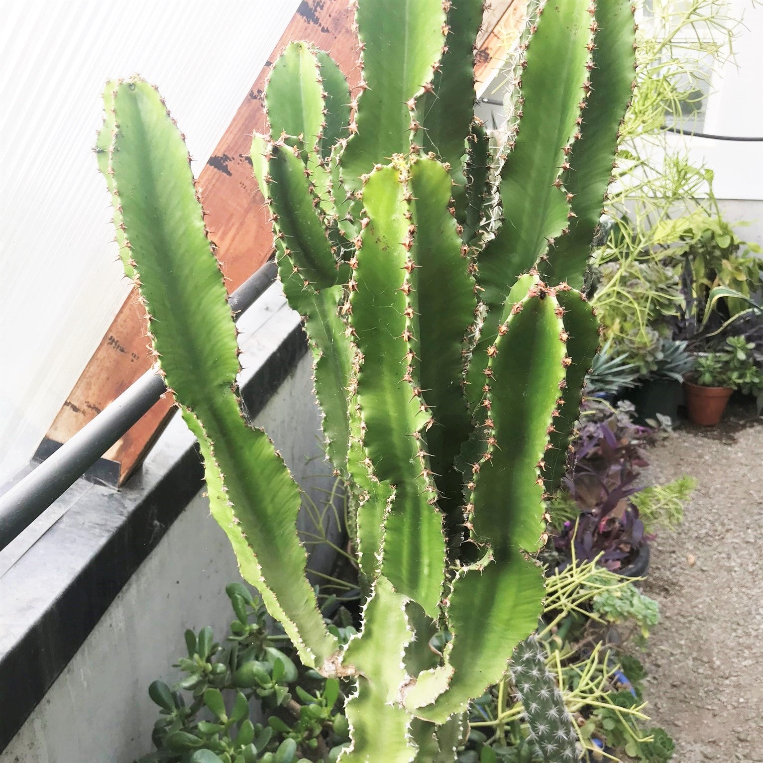 Euphorbia tetragona