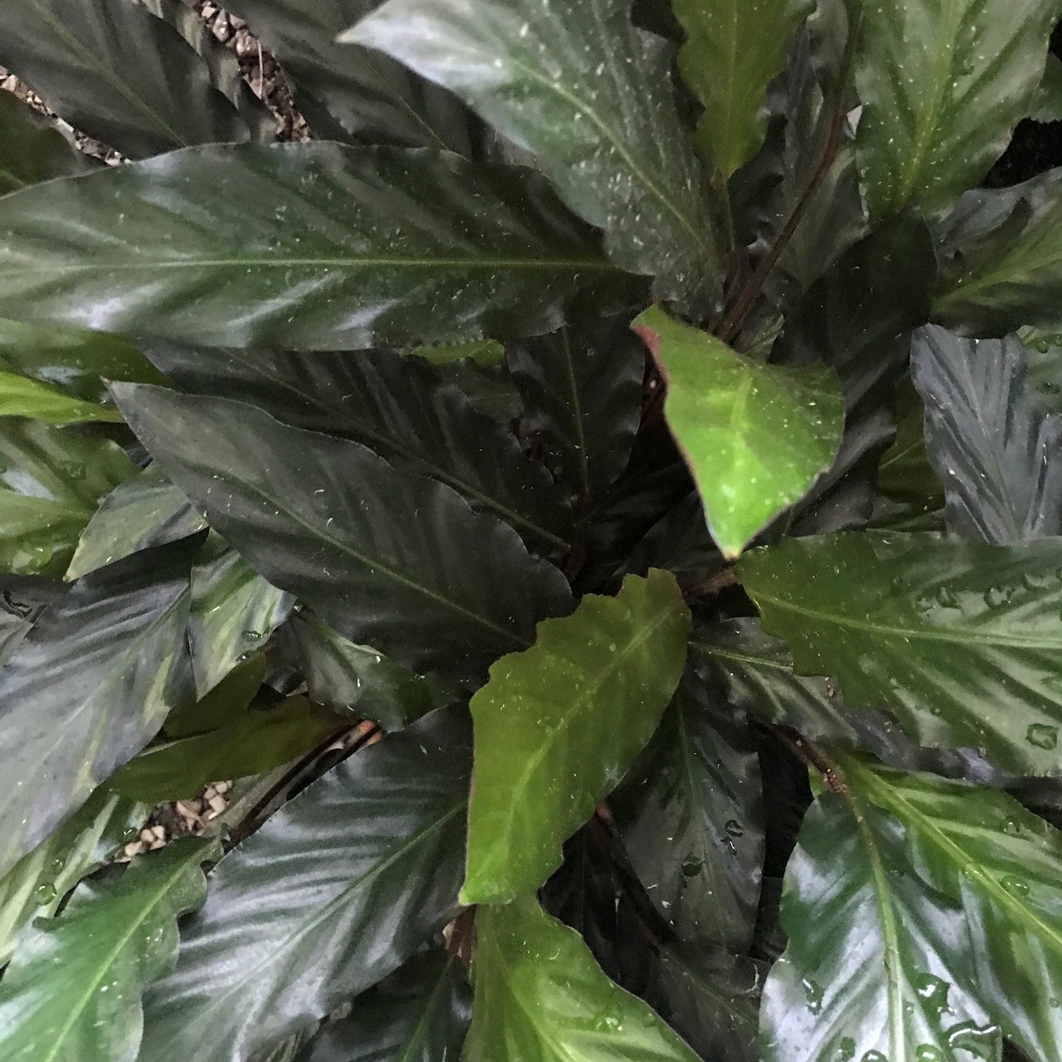 Geoppertia rufibarba - Velvet Calathea, Furry Feather Calathea