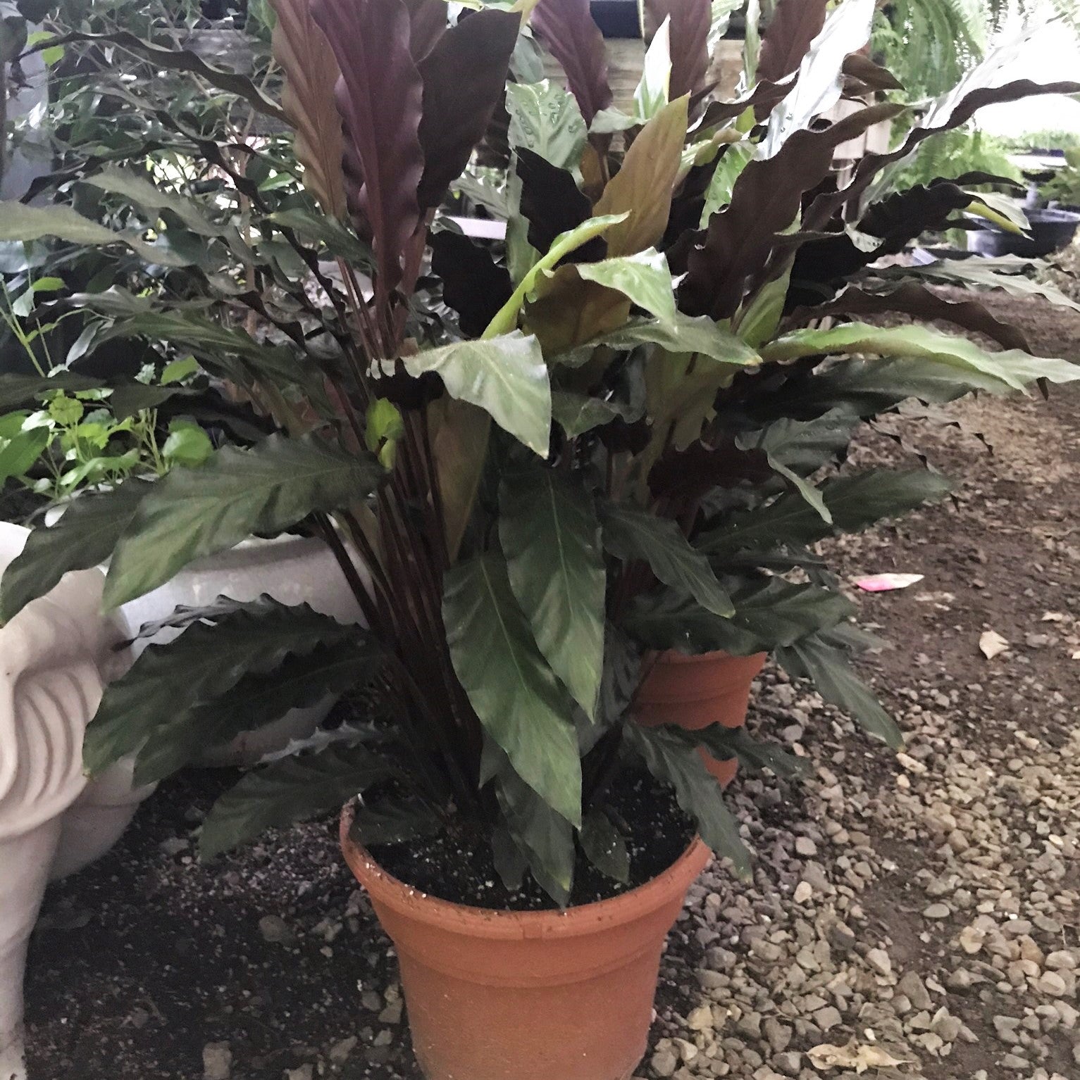 Geoppertia rufibarba - Velvet Calathea, Furry Feather Calathea