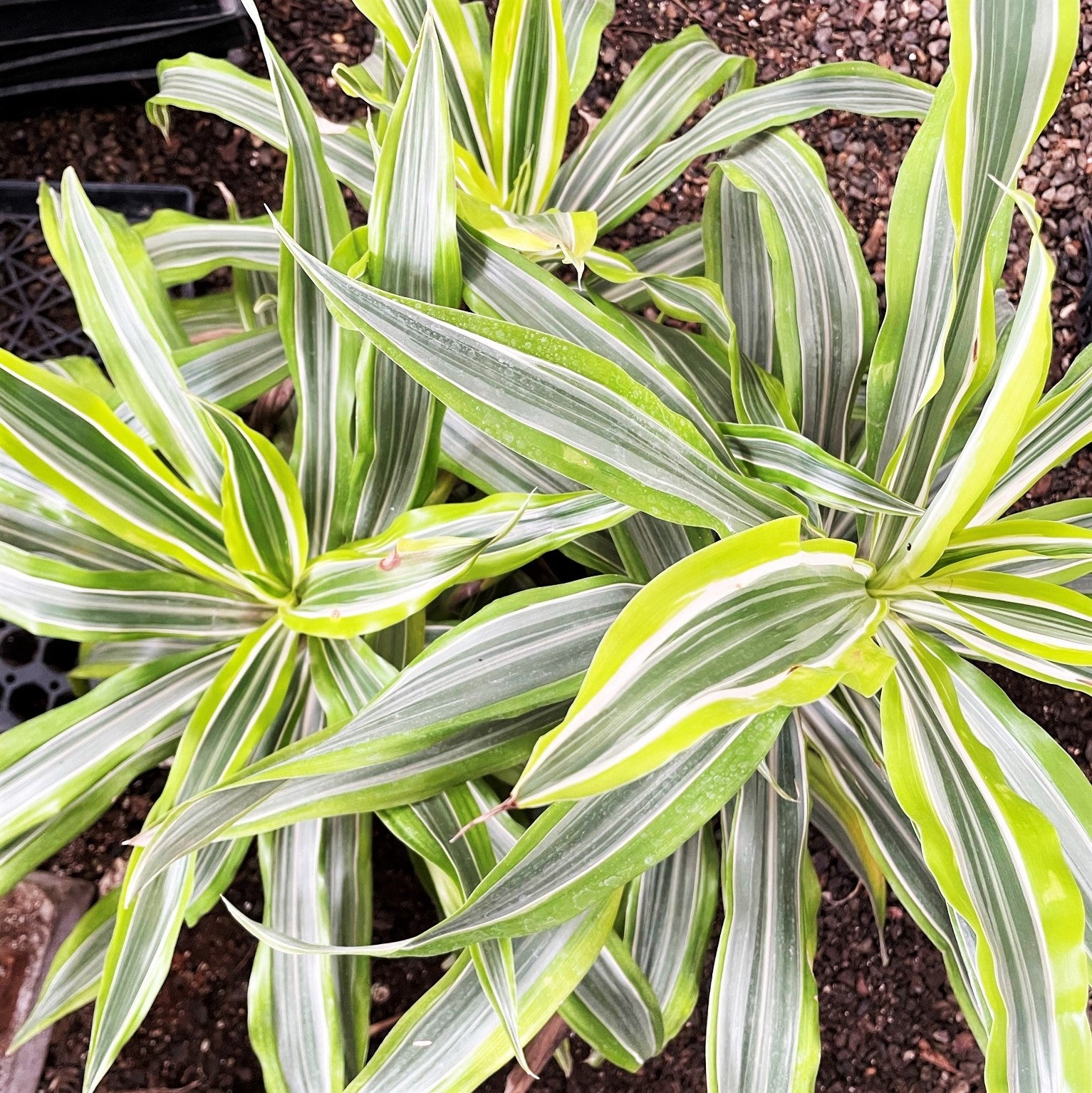Dragon Tree 'Warneckii'