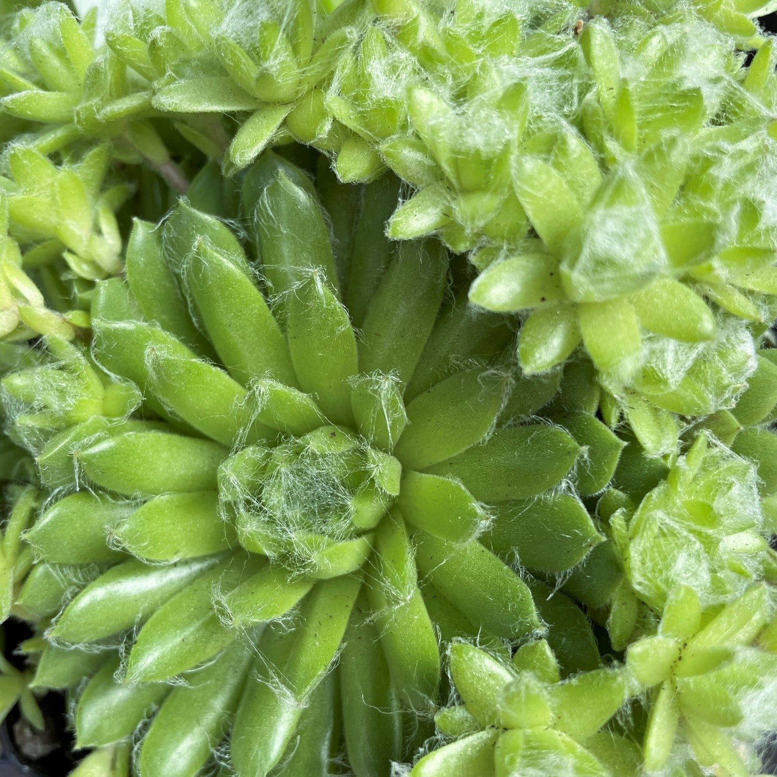 Sempervivum 'Pekinese'