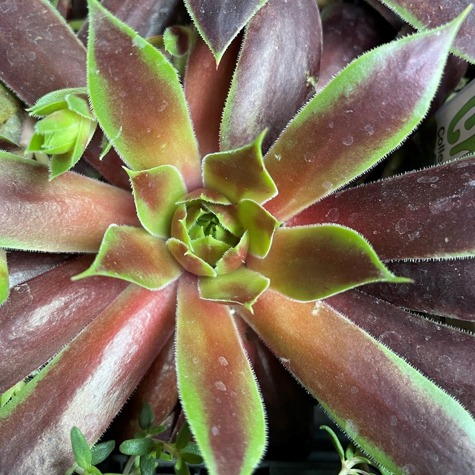 Sempervivum 'Cranberry Cocktail'
