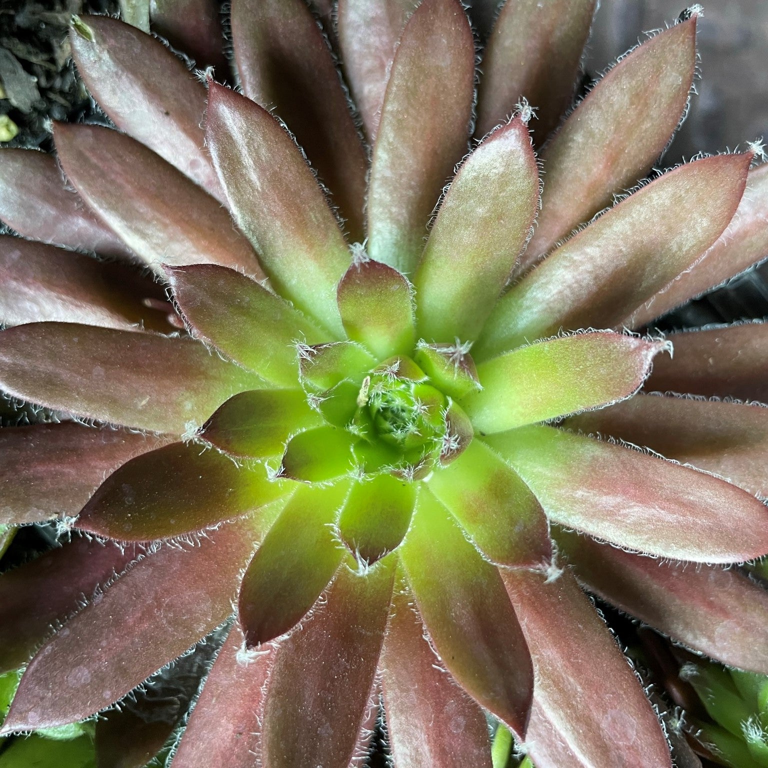 Sempervivum 'Cinnamon Starburst'