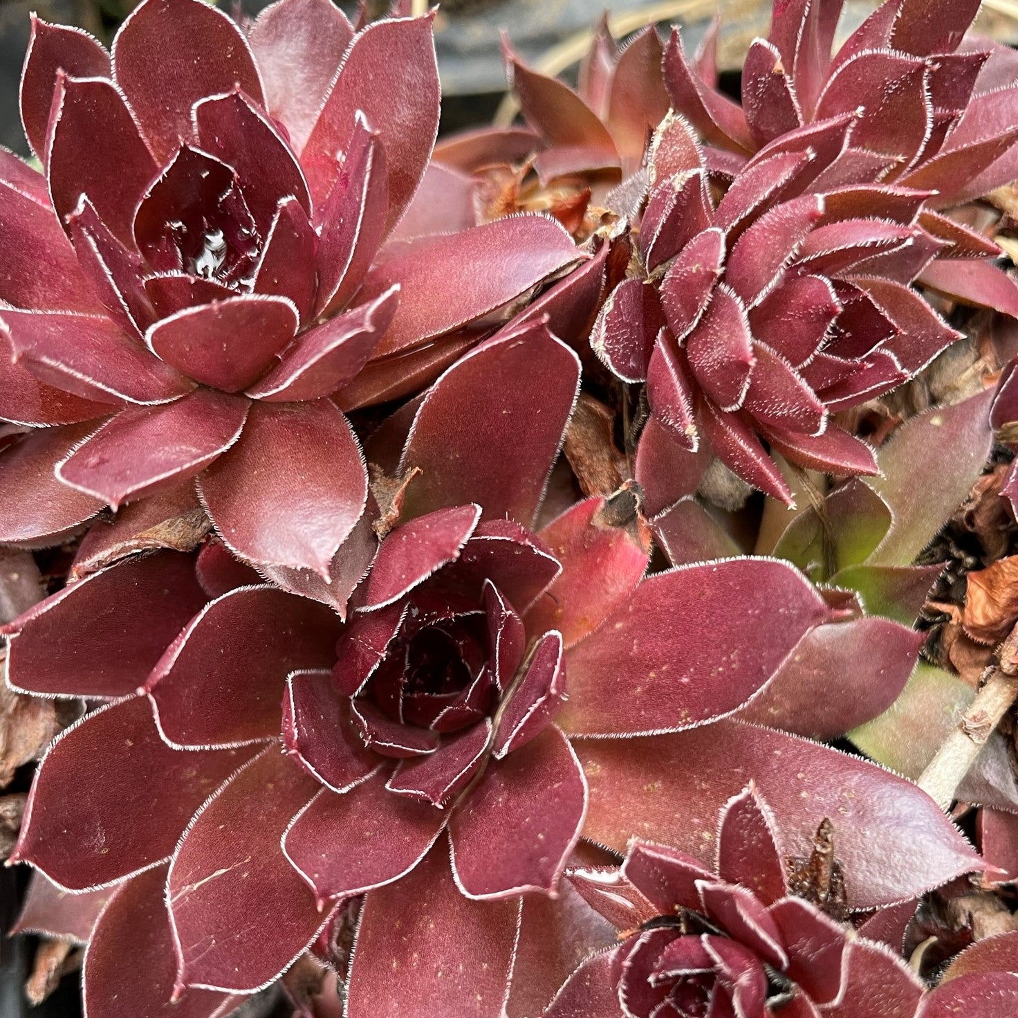 Sempervivum 'Bing Cherry'