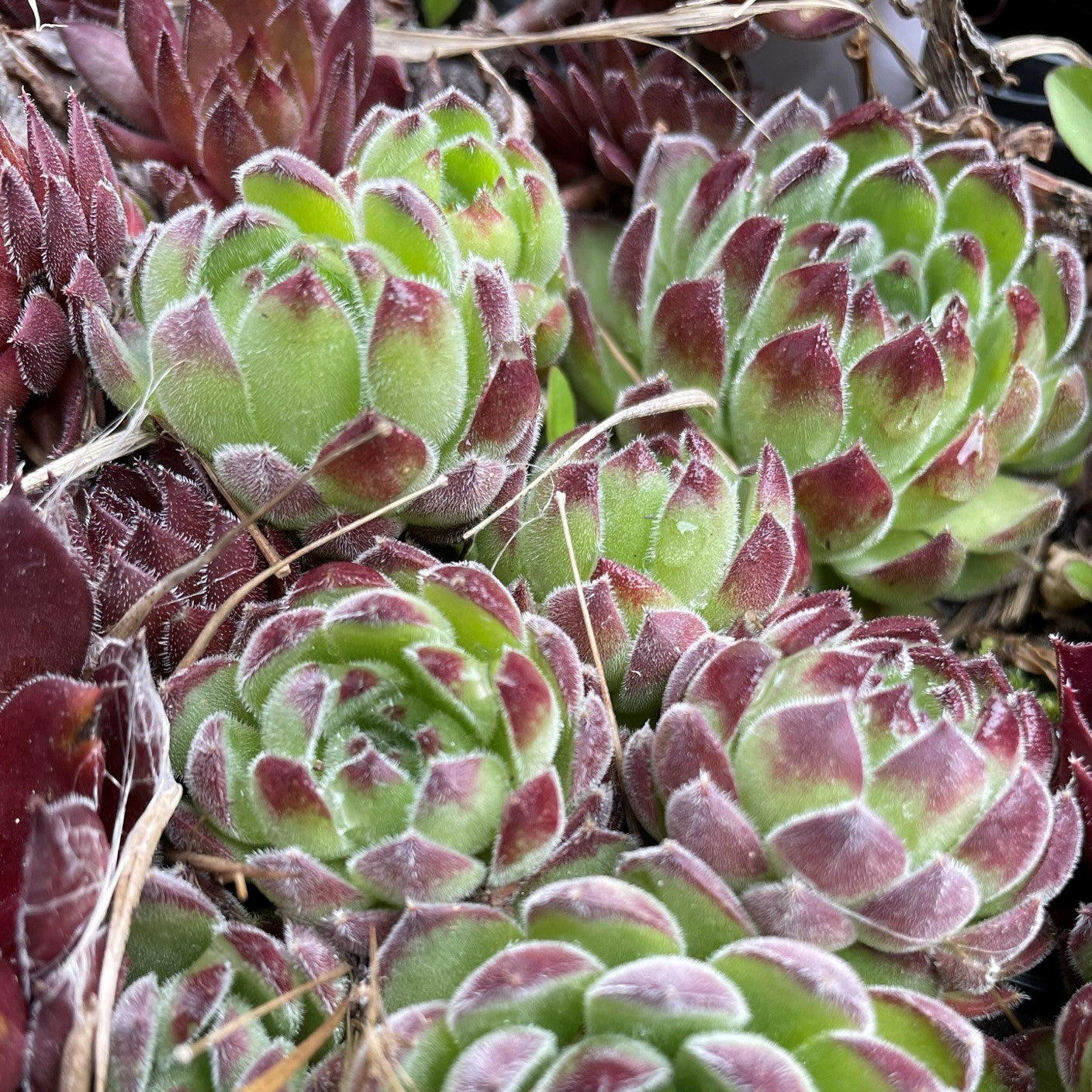 Sempervivum 'Sugar Shimmer'