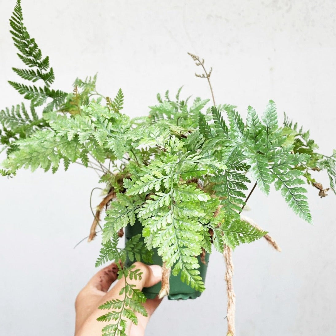 Davallia Trichomanoides - Black Rabbit's Foot Fern