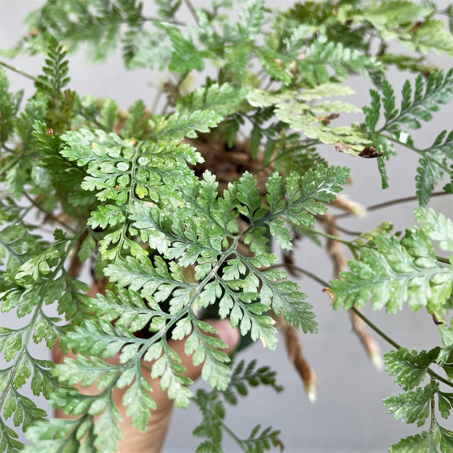 Davallia Trichomanoides - Black Rabbit's Foot Fern