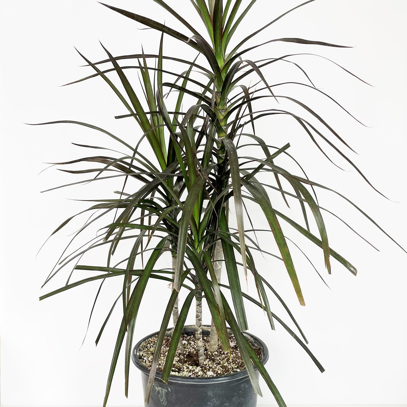 Dracaena marginata 'Magenta' - Dragon Tree