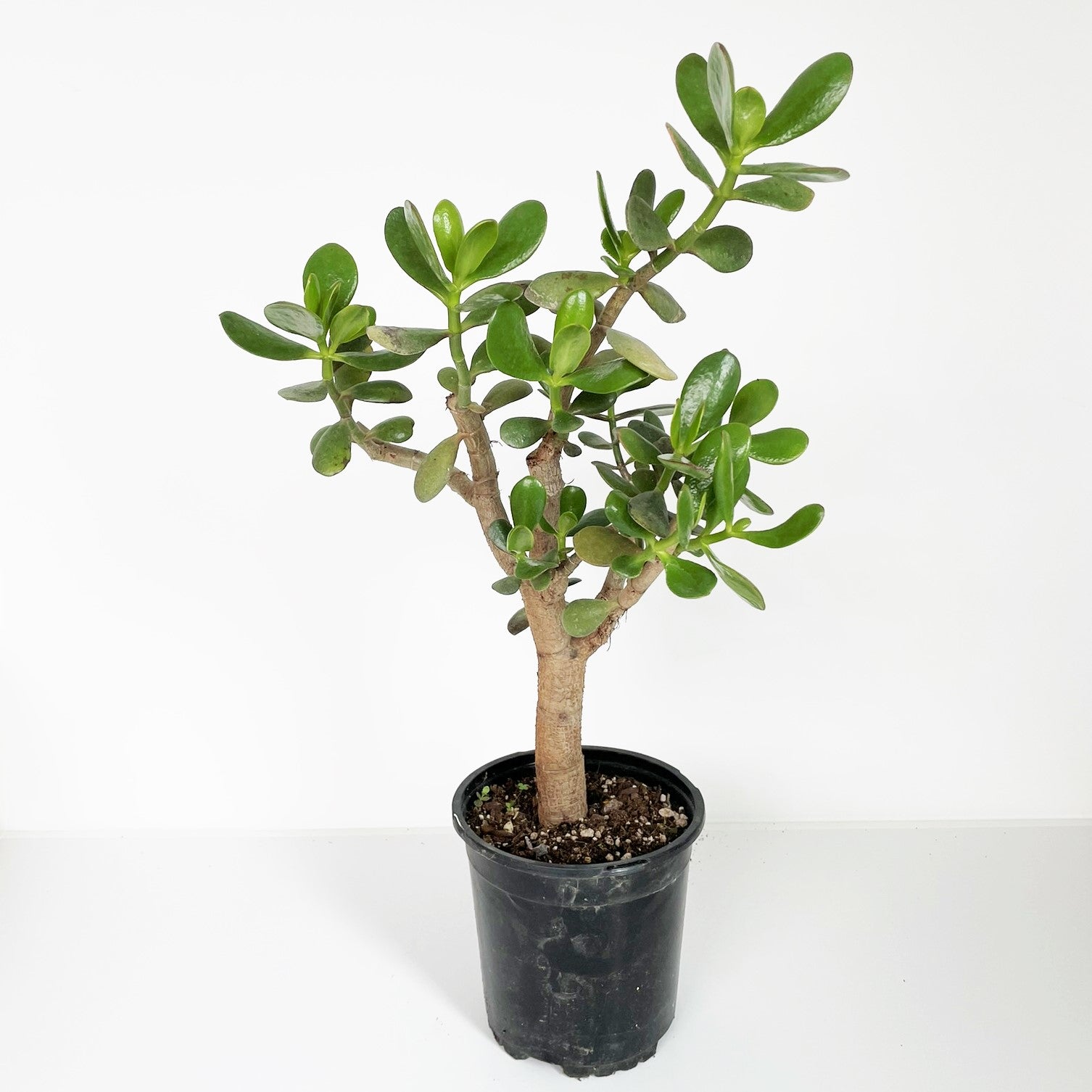 Crassula ovata - Jade Plant, Money Plant, Lucky Plant
