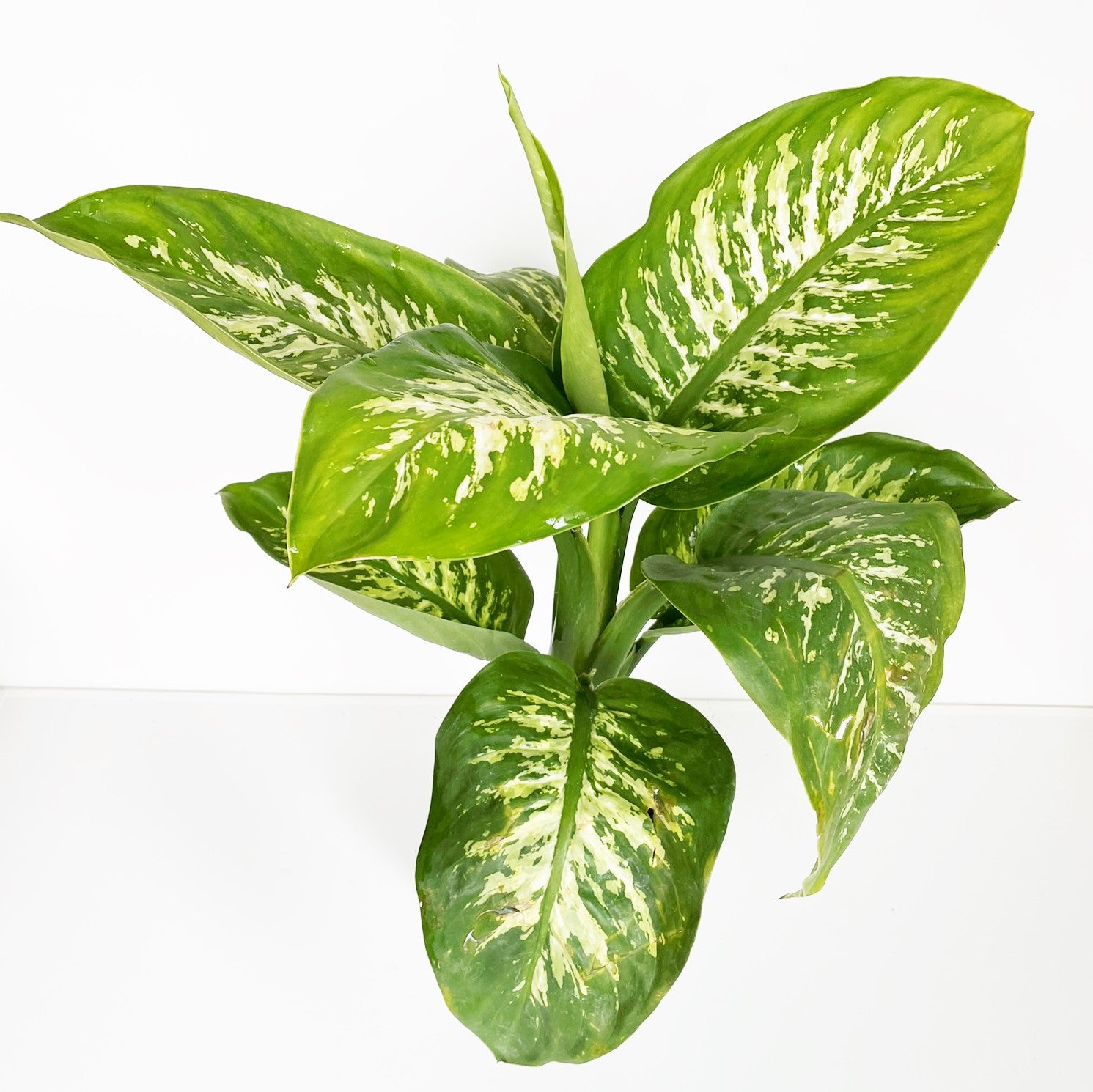Dieffenbachia amoena 'Camile" - Dumb Cane
