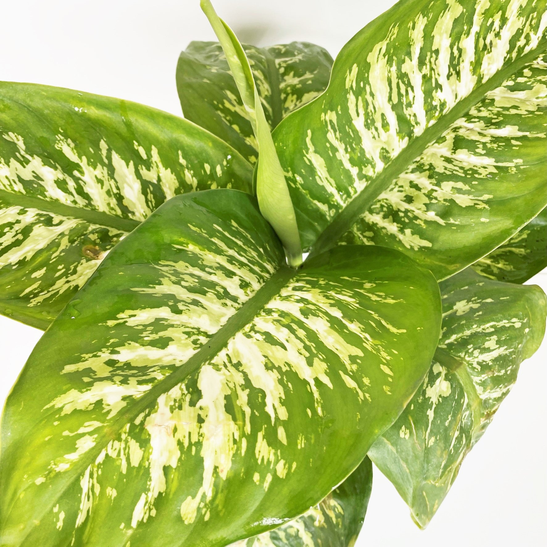 Dieffenbachia amoena 'Camile" - Dumb Cane