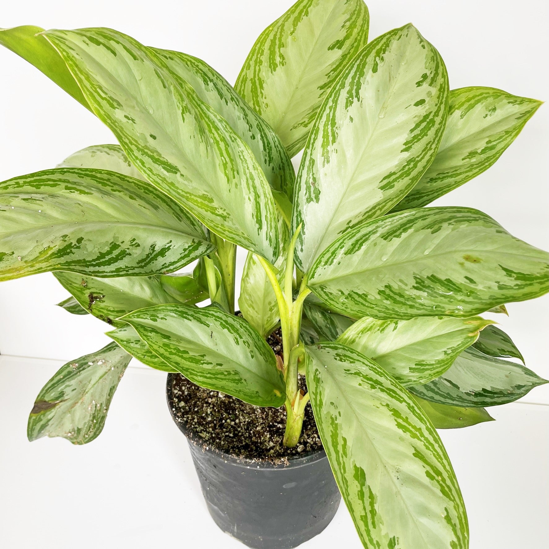 Aglaonema 'Silver Bay' - Chinese Evergreen