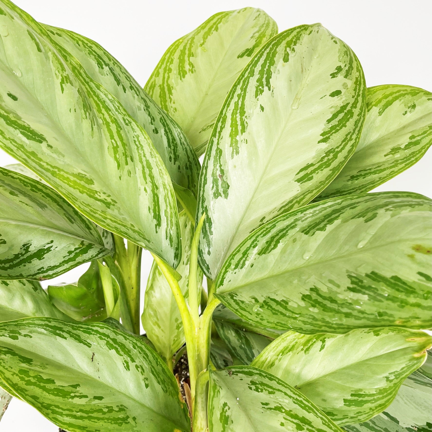 Aglaonema 'Silver Bay' - Chinese Evergreen
