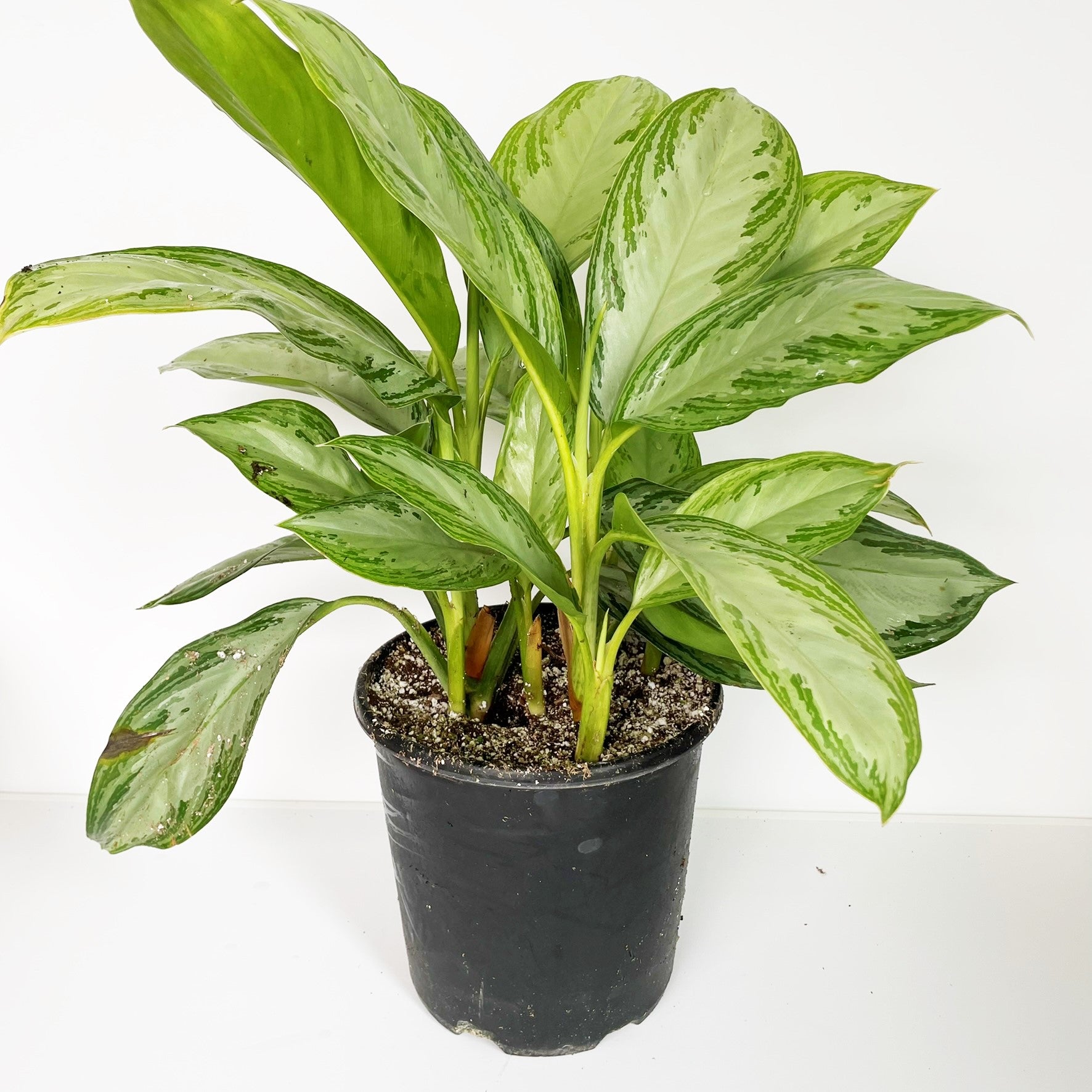 Aglaonema 'Silver Bay' - Chinese Evergreen