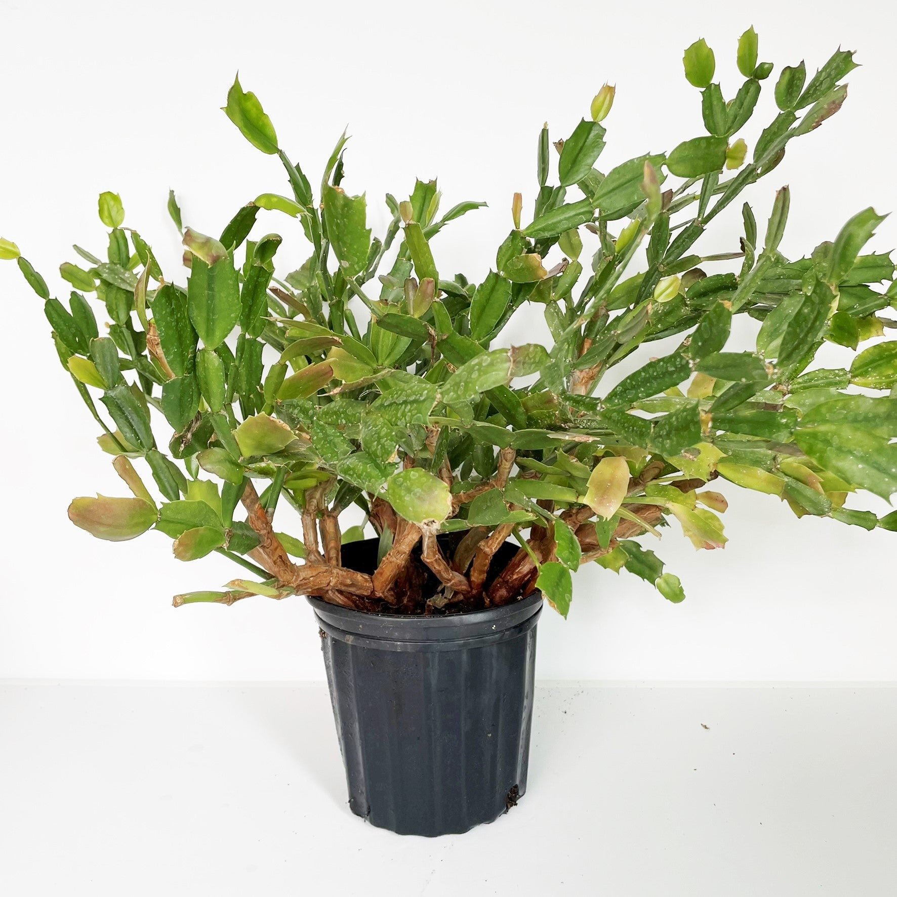 Schlumbergera bridgesii - Christmas Cactus