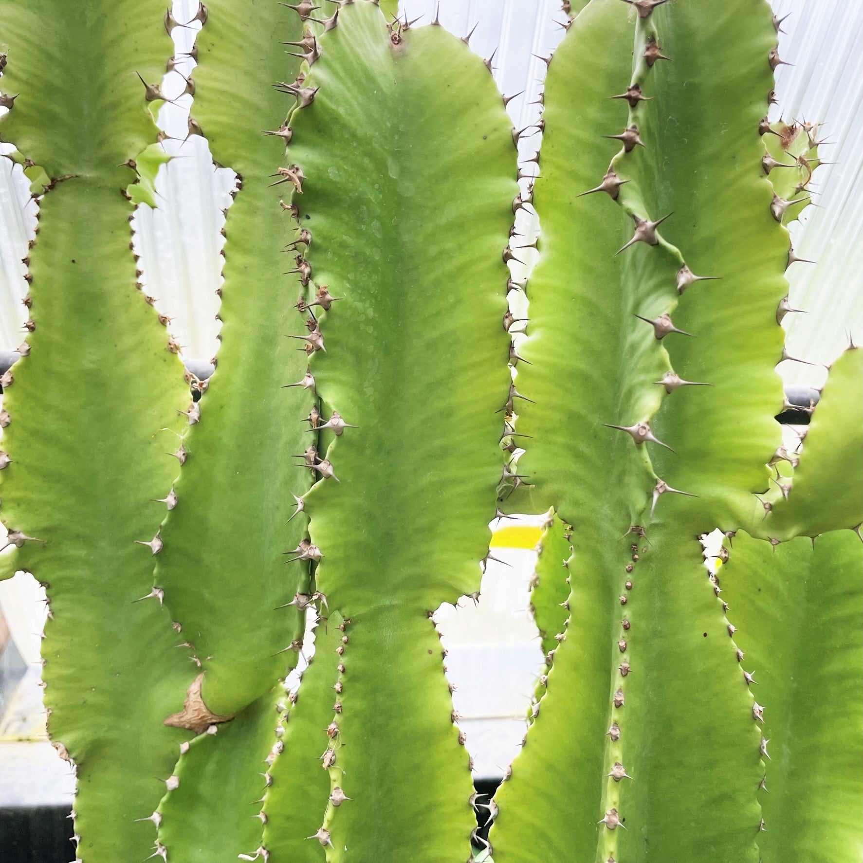 Euphorbia tetragona
