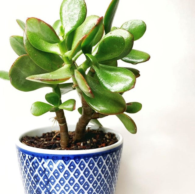 Crassula ovata - Jade Plant, Money Plant, Lucky Plant