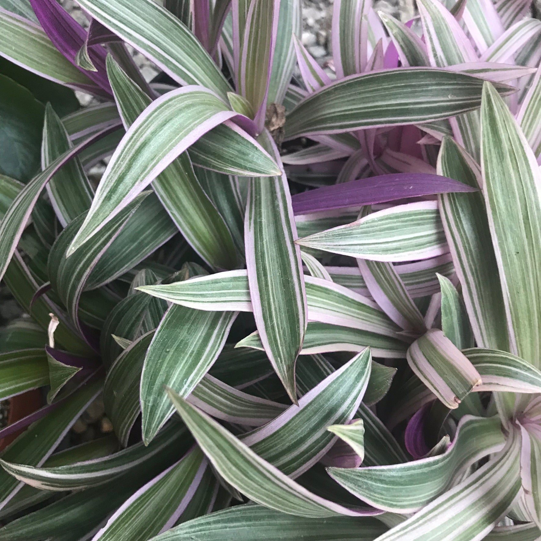 Tradescantia spathacea 'Rhoeo Tricolor' - Boat Lily