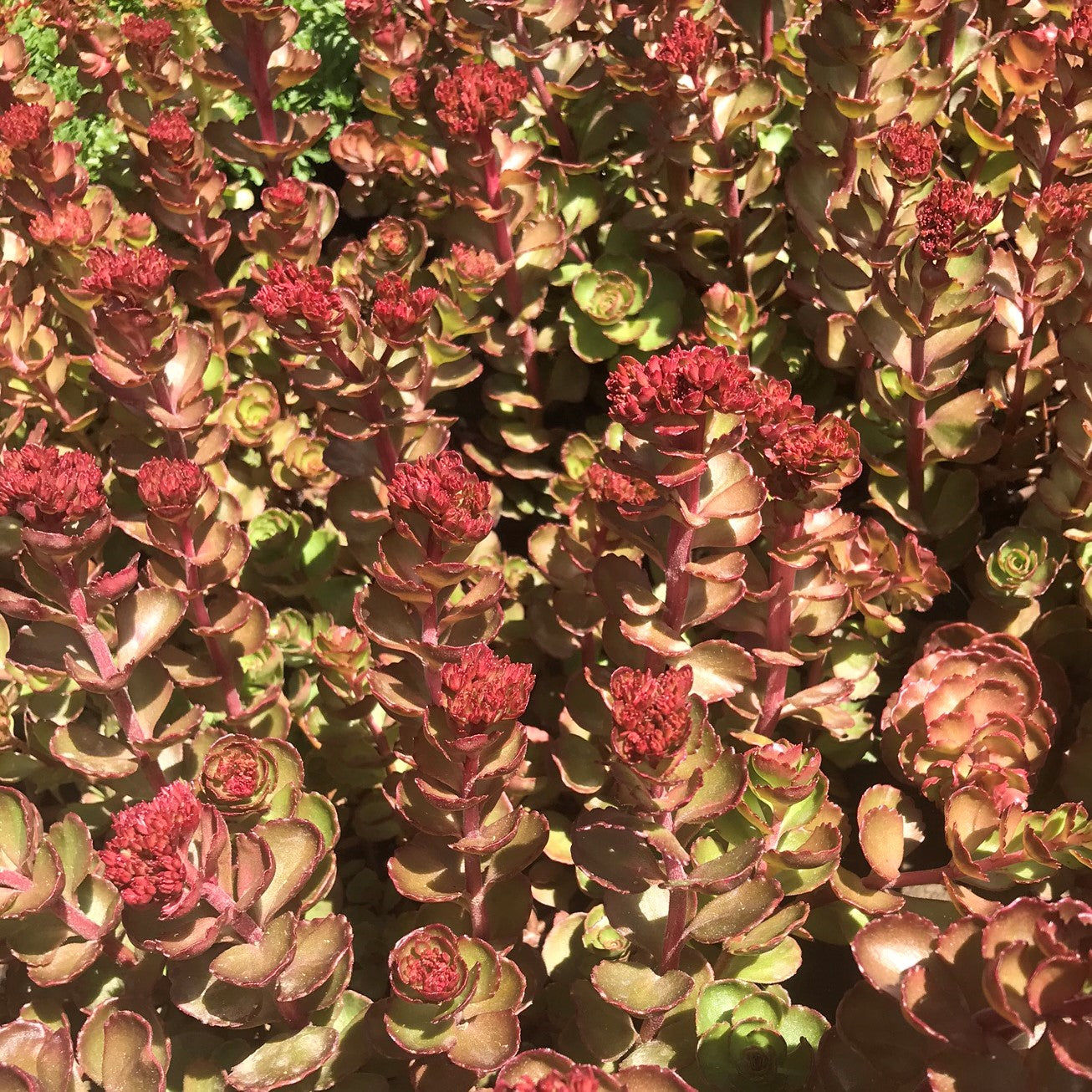 Sedum spurium 'Fuldaglut'