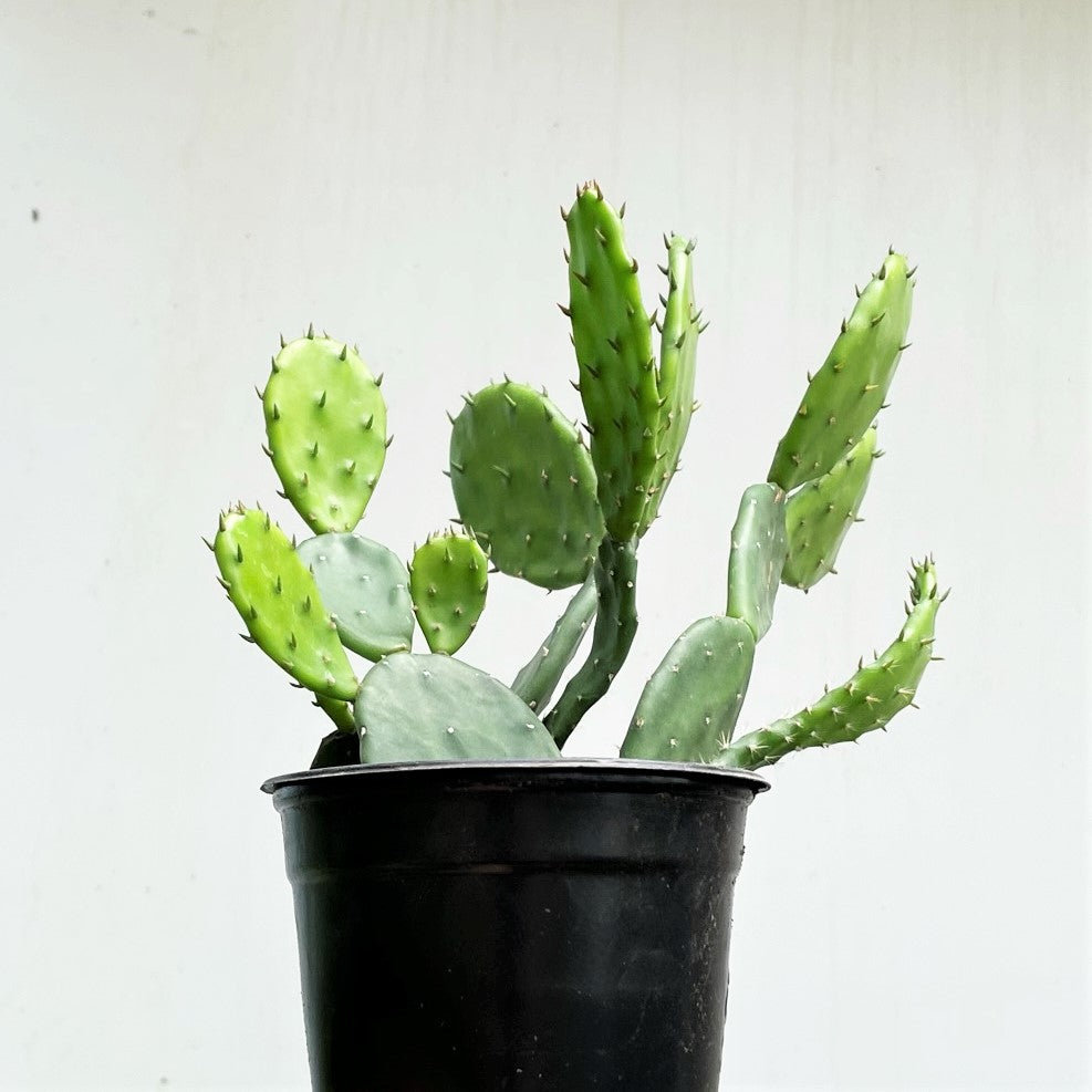Opuntia cochenillifera - Spineless Prickly Pear Cactus