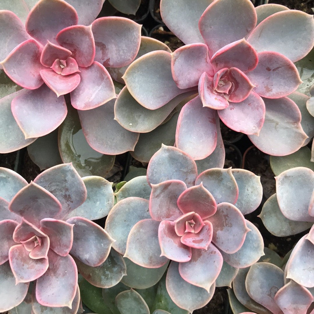 Echeveria 'Pearl von Nurnberg'