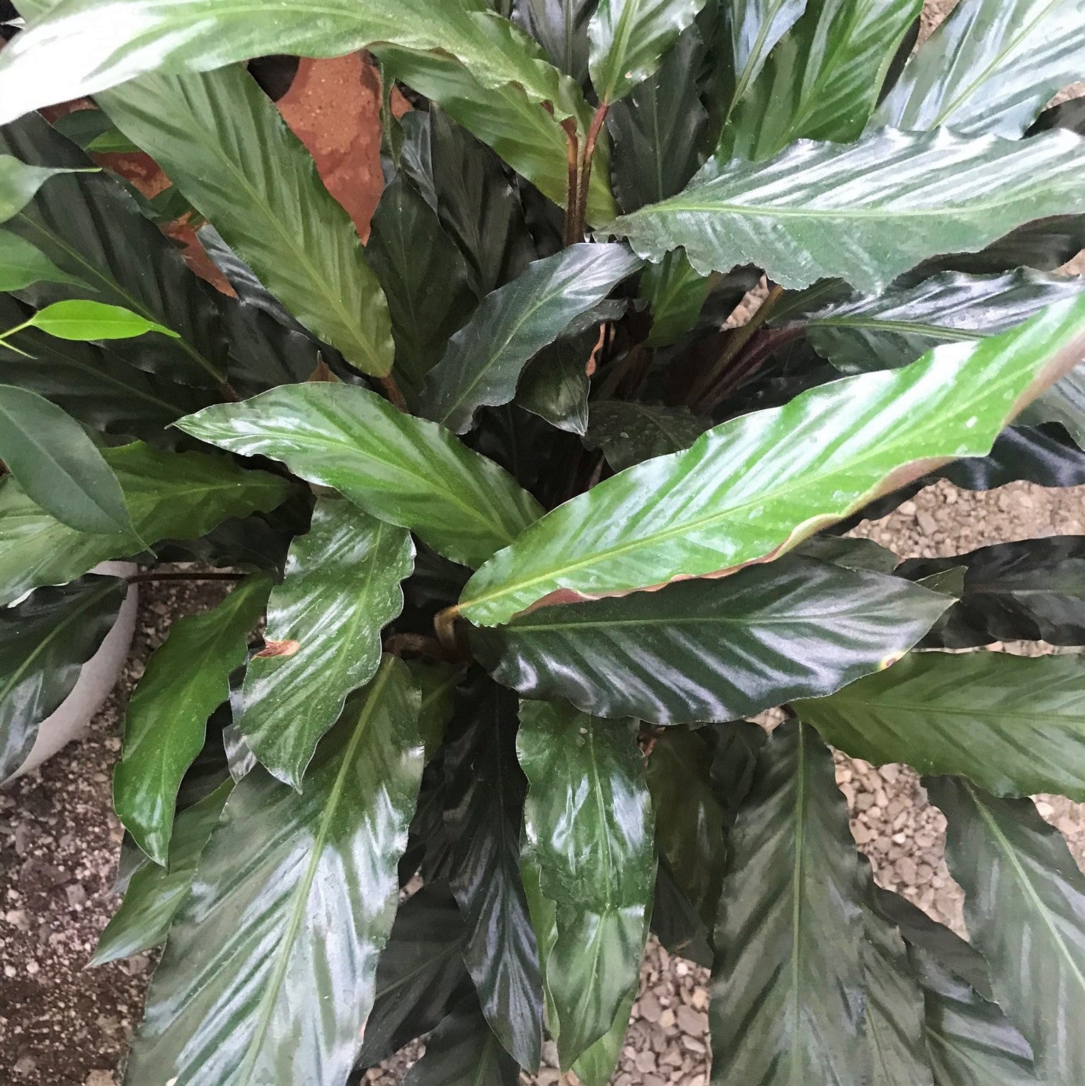 Geoppertia rufibarba - Velvet Calathea, Furry Feather Calathea