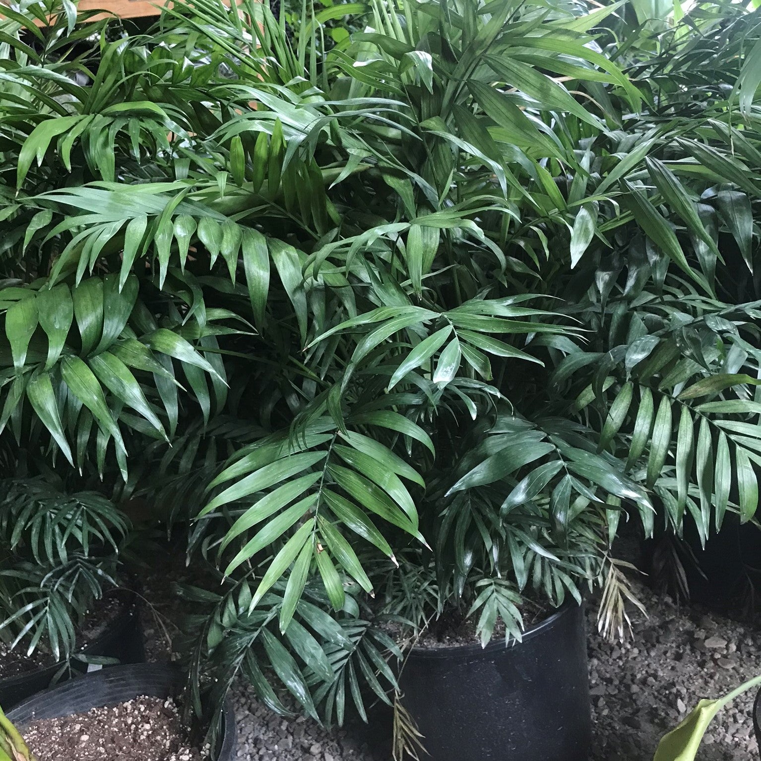 Chamaedorea elegans - Parlor Palm