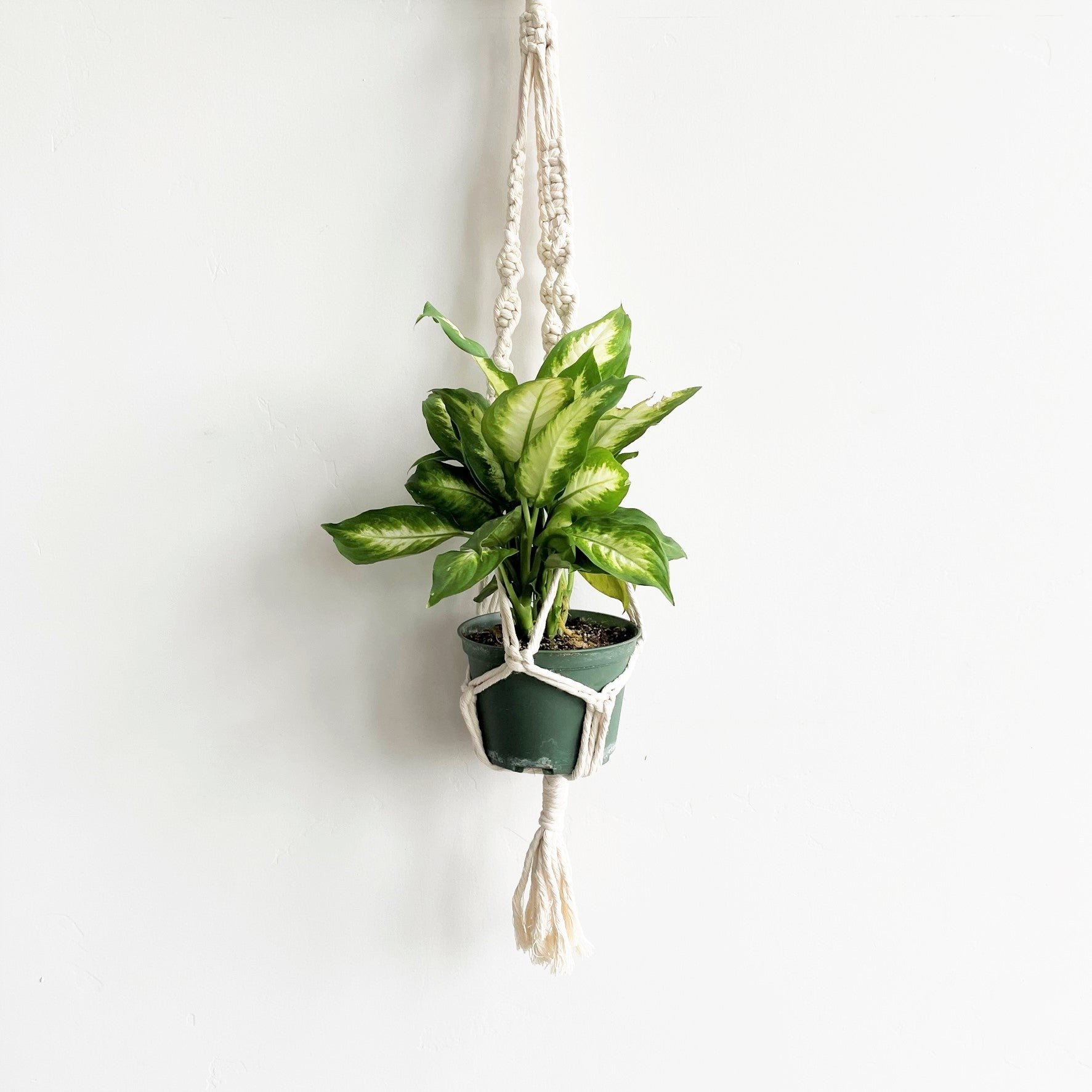 White Classic Twist Short Tail Macramé Plant Hanger