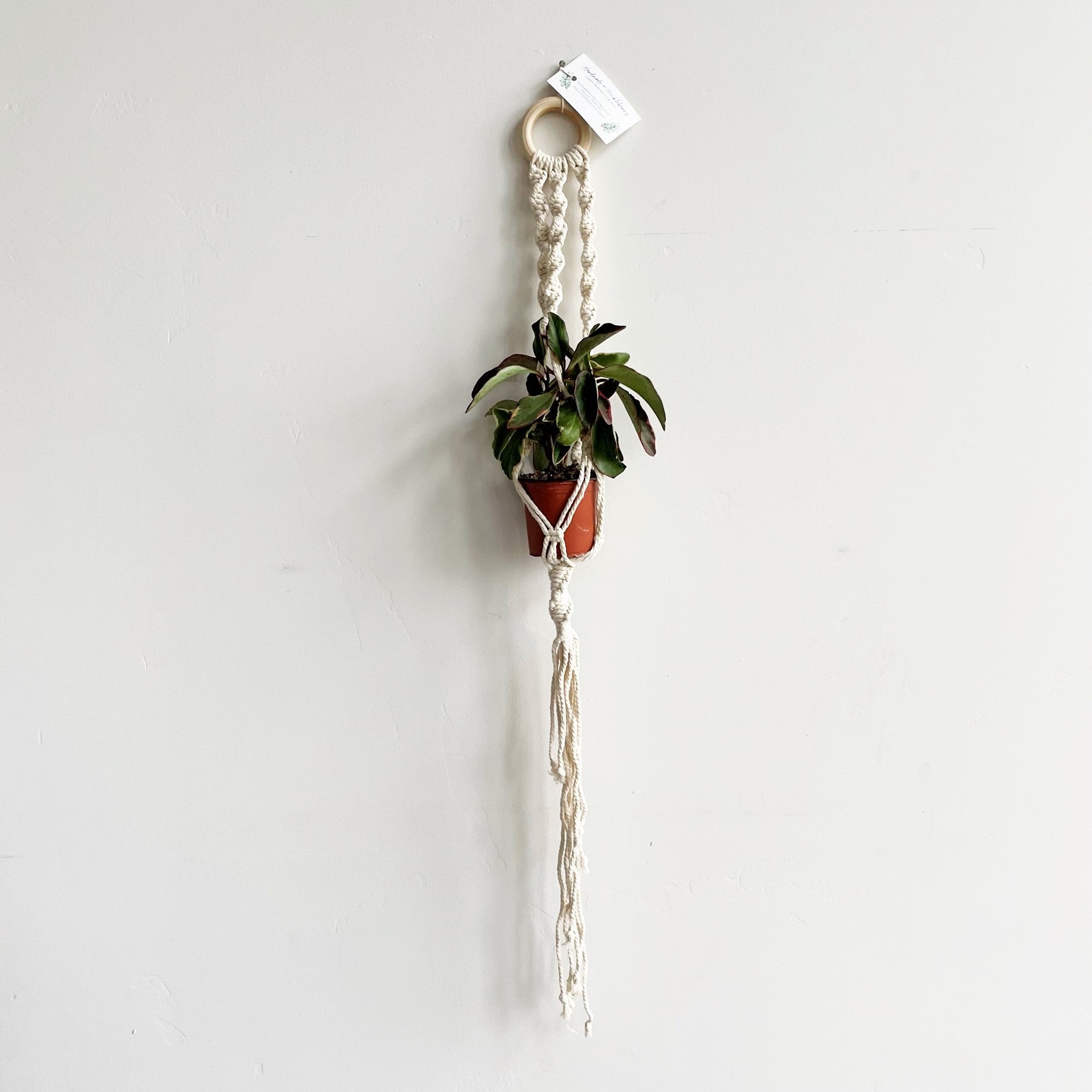 White Classic Twist Long Tail Macramé Plant Hanger