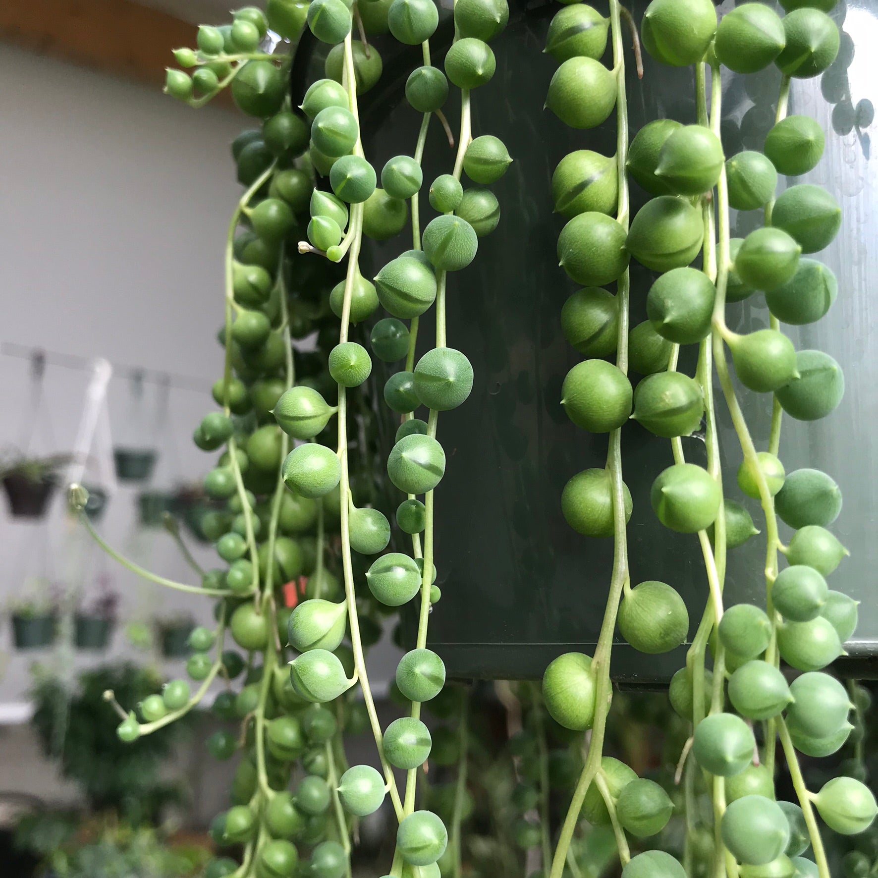 Curio rowleyanus - String of Pearls