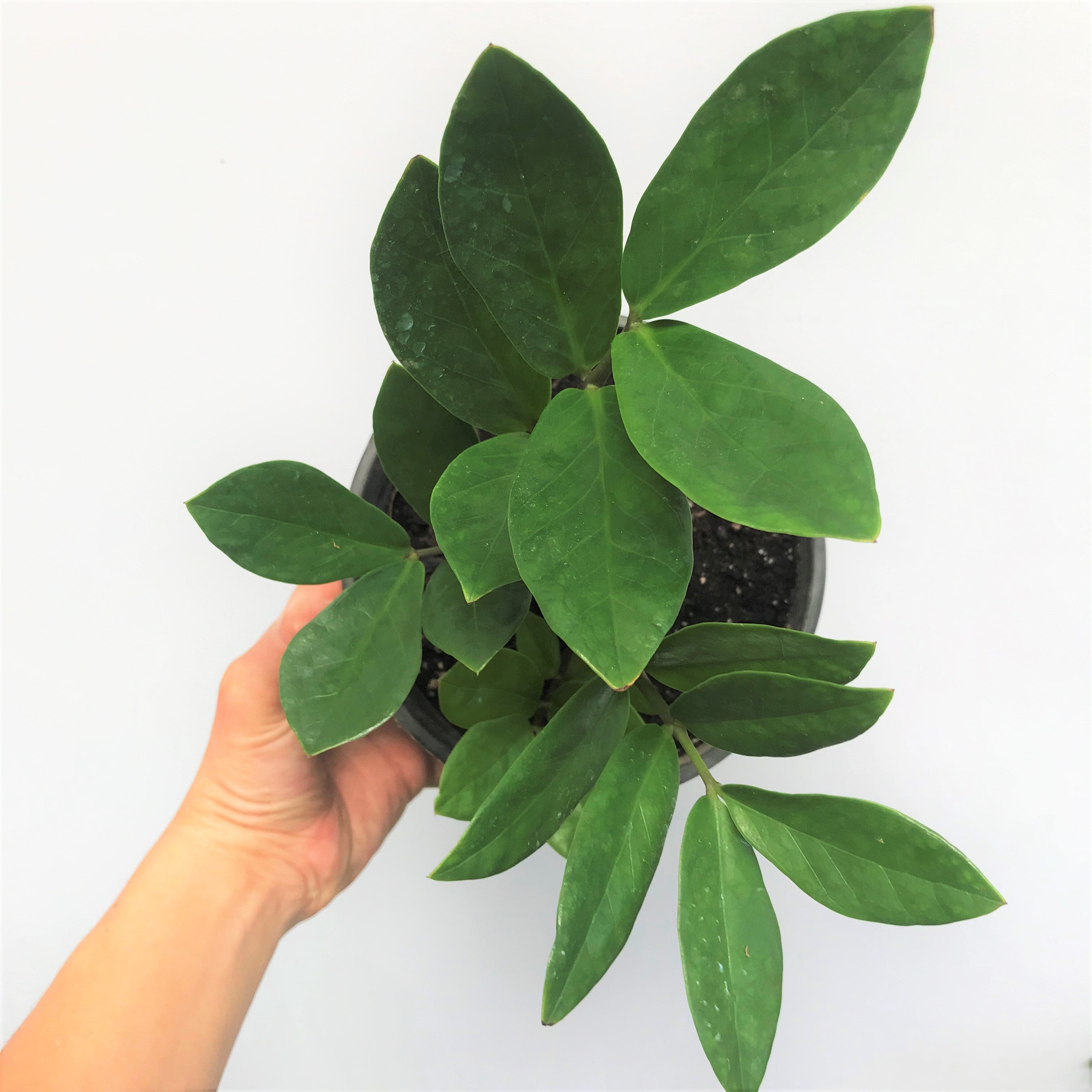 Zamioculcas zamiifolia - ZZ Plant, Zanzibar Gem