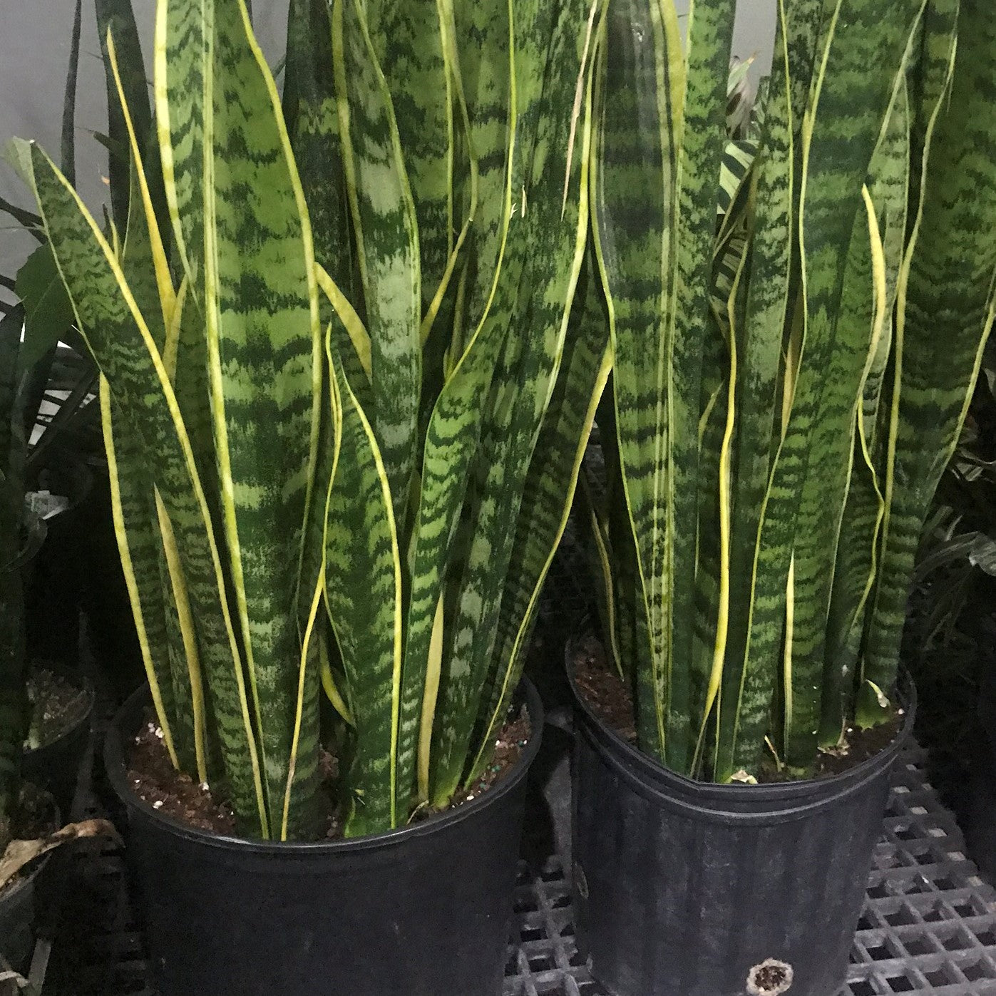 Sansevieria laurentii - Snake Plant, Mother-in-Law's Tongue