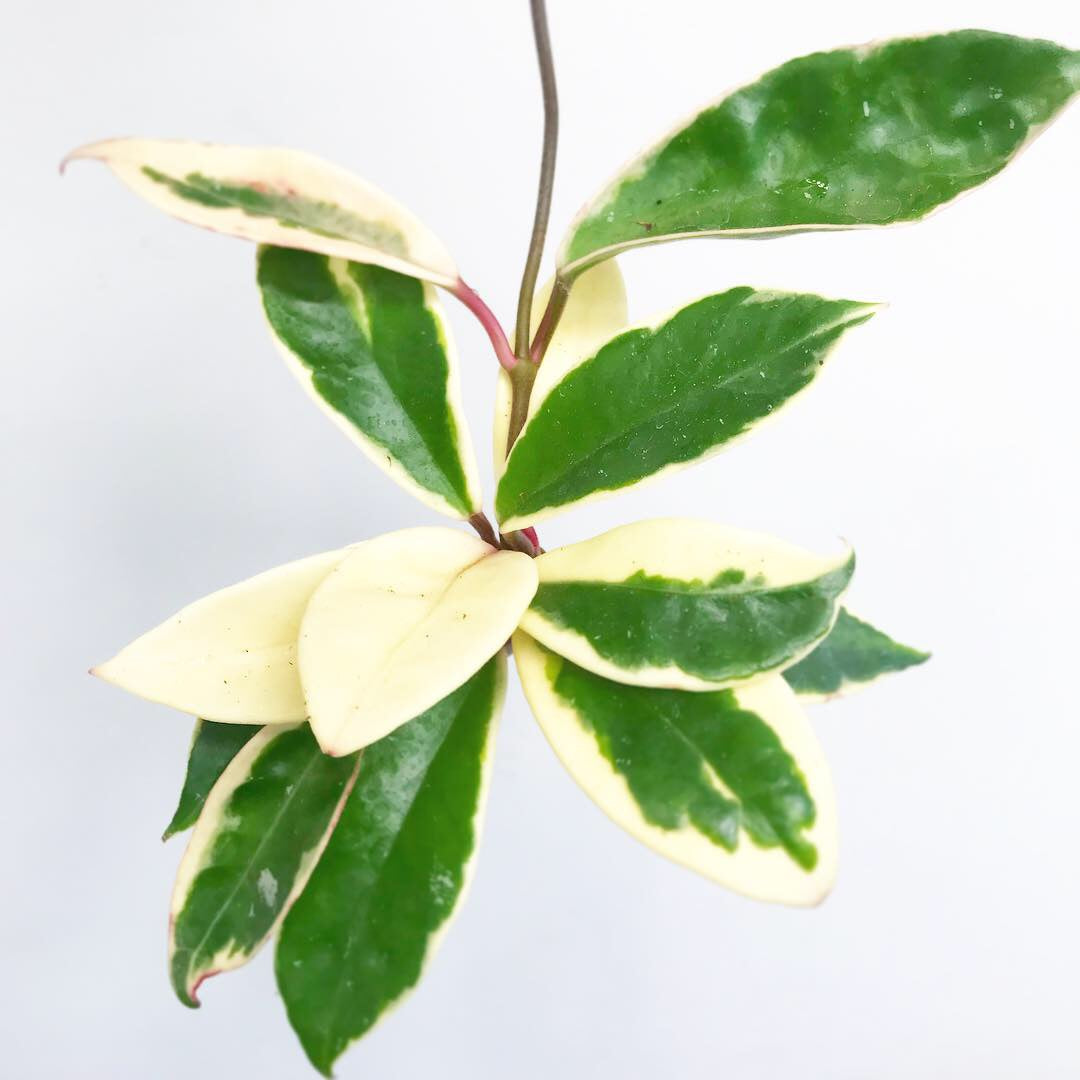 Hoya carnosa tricolor 'Krimson Queen' - Variegated Wax Plant