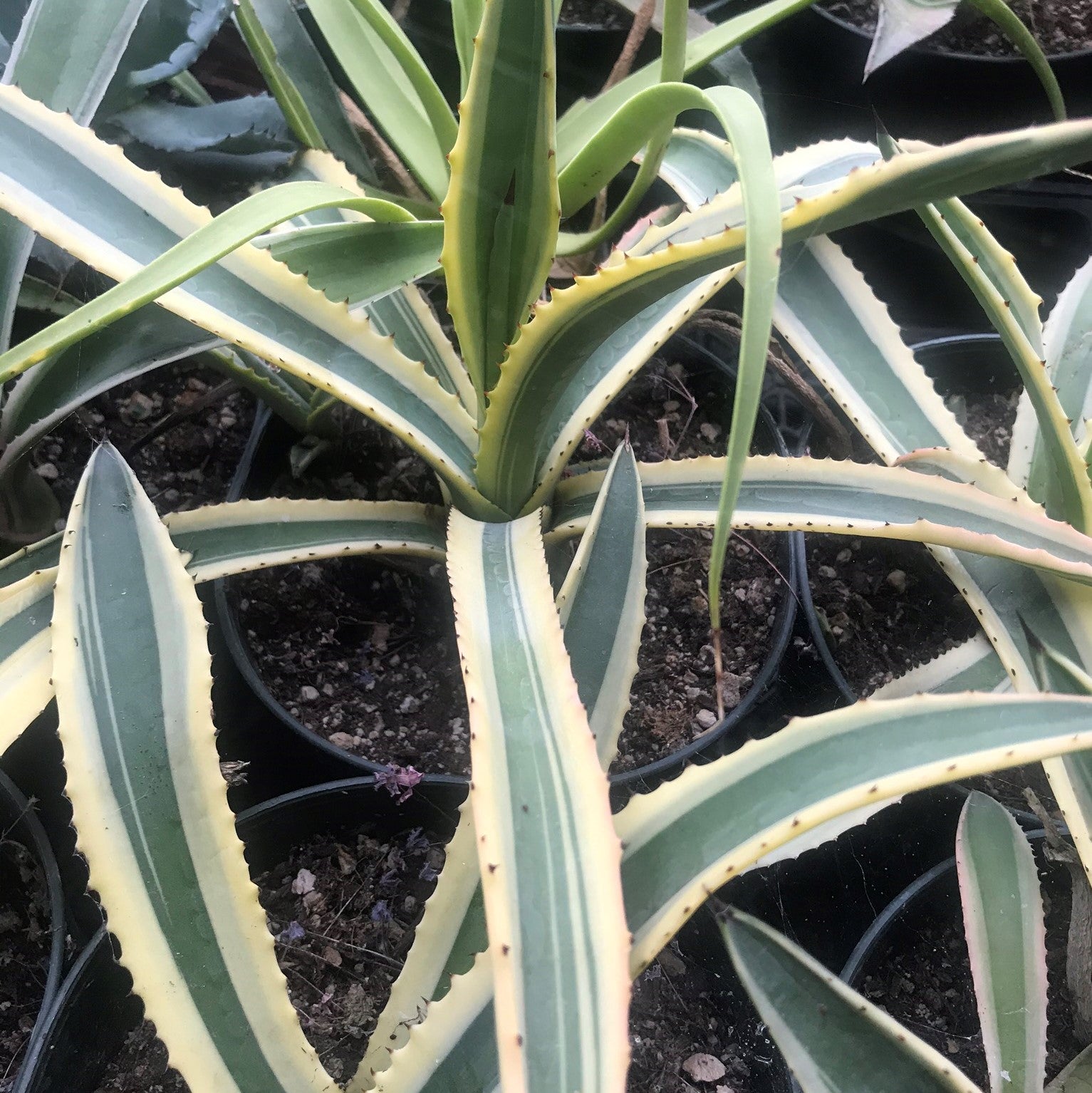 Agave americana variegata - Variegated Century Plant