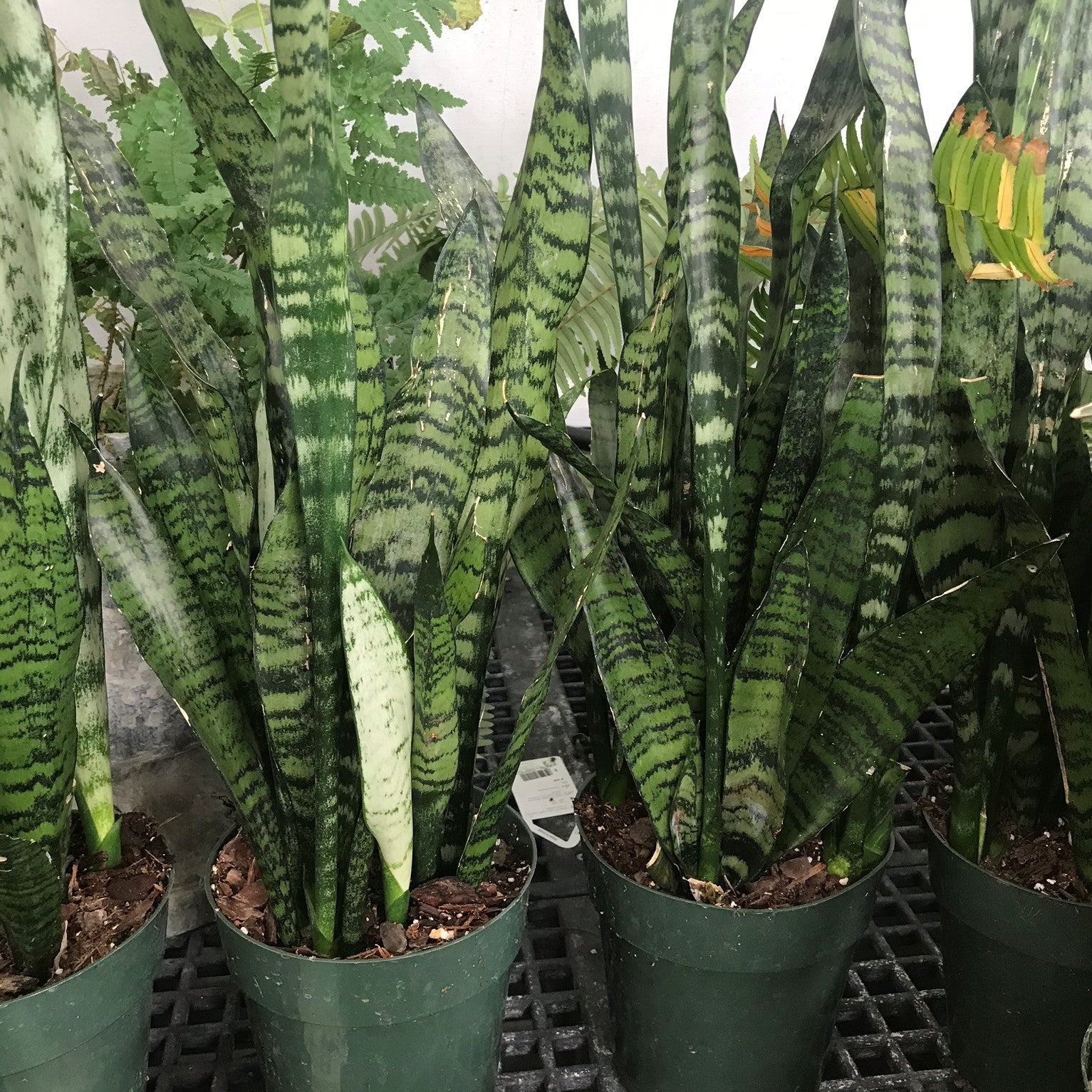Sansevieria trifasciata - Snake Plant, Mother-in-Law's Tongue