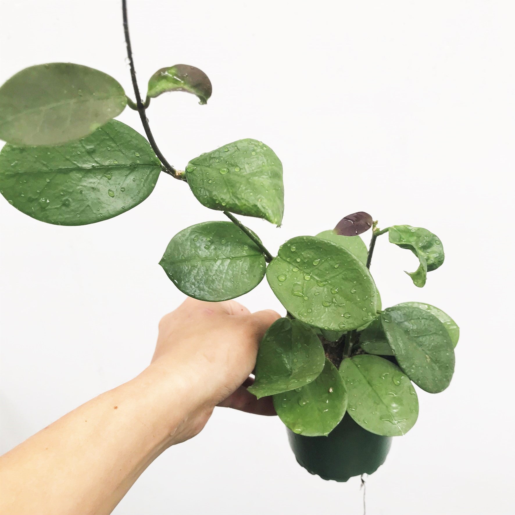 Hoya australis - Common Waxflower, Waxvine