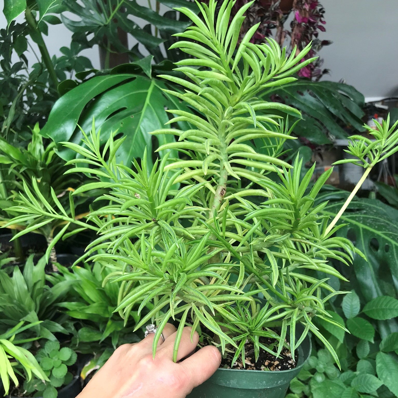 Peperomia ferreyrae - Peperomia Nevada, Happy Bean Plant