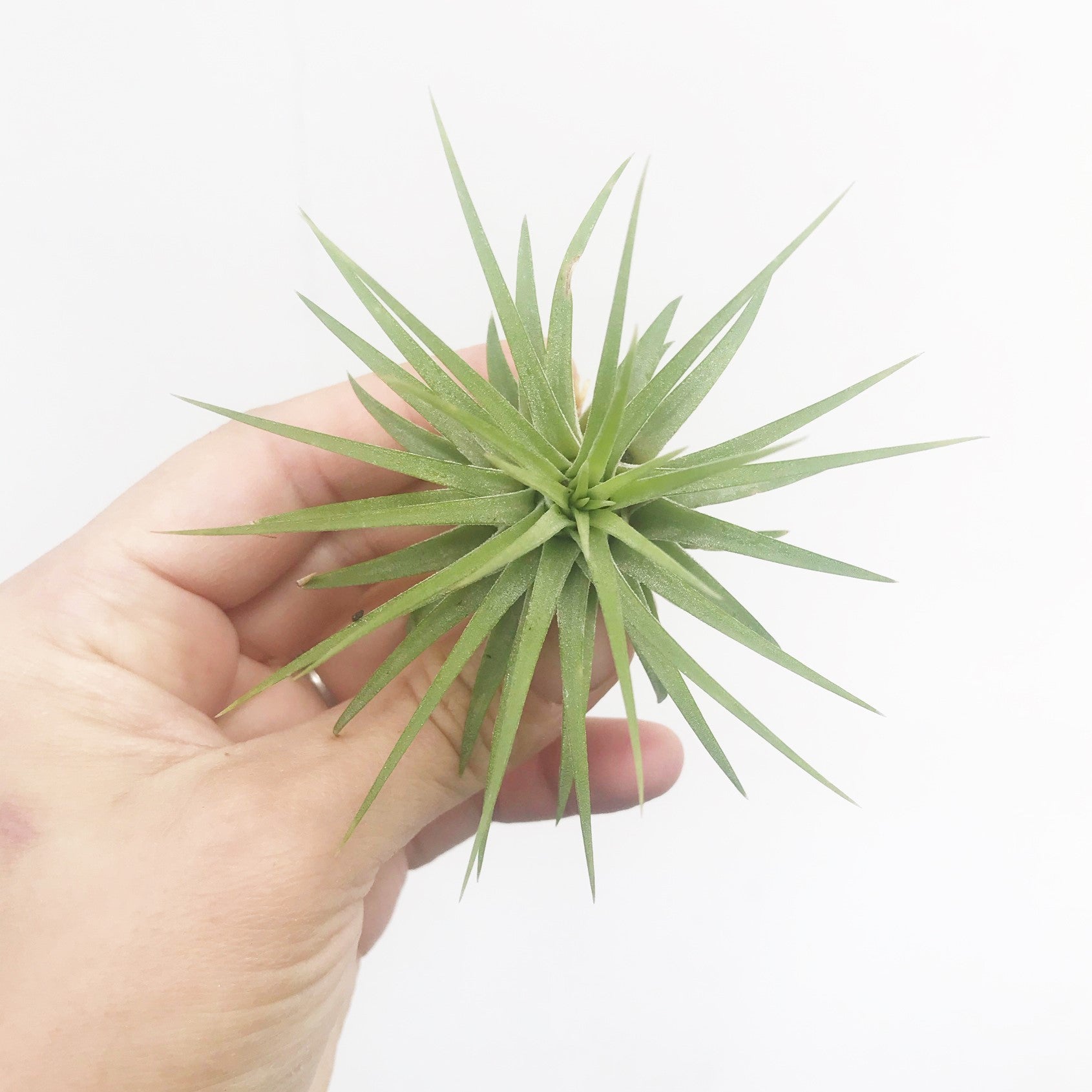 Tillandsia velutina - Airplant