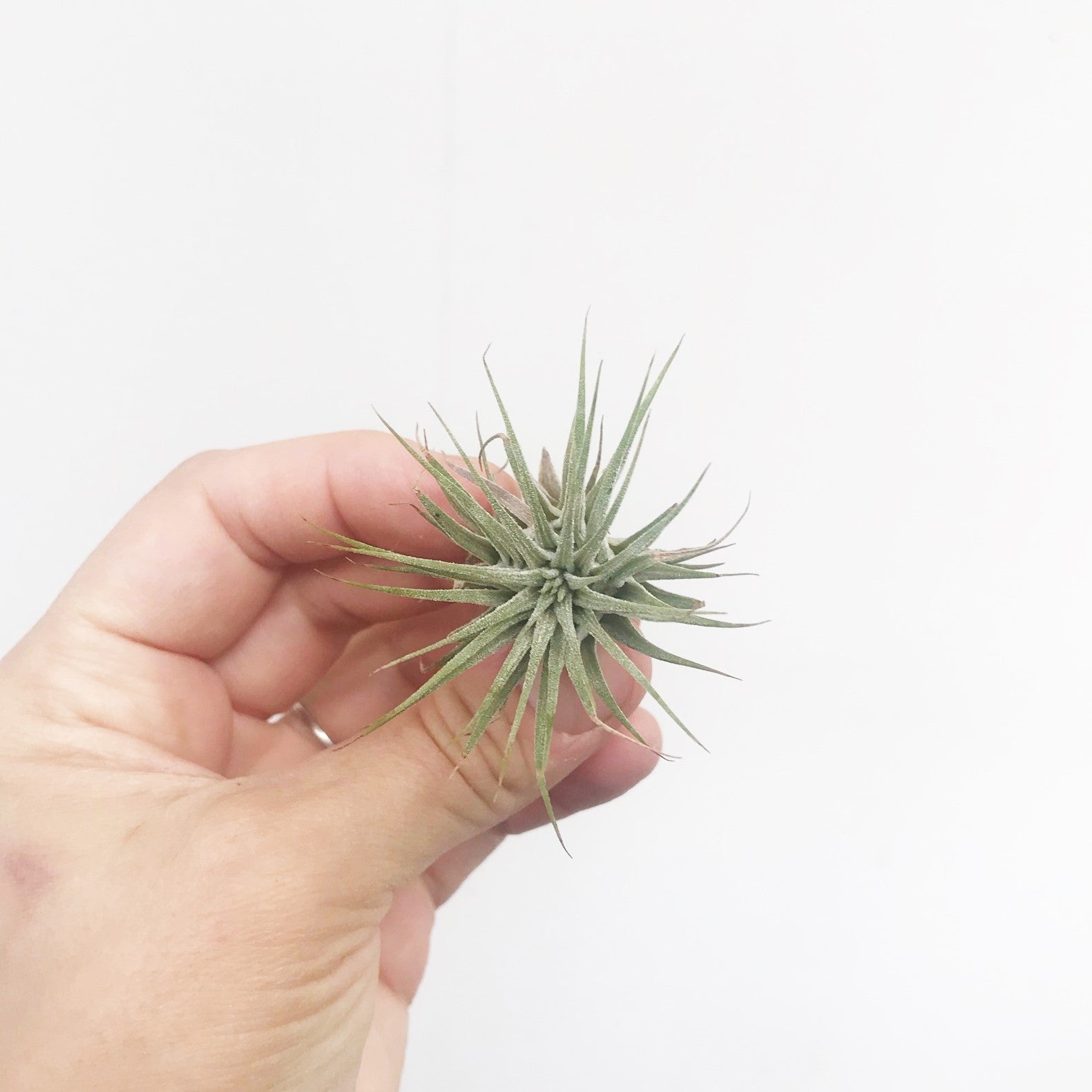 Tillandsia ionantha Guatemala - Airplant