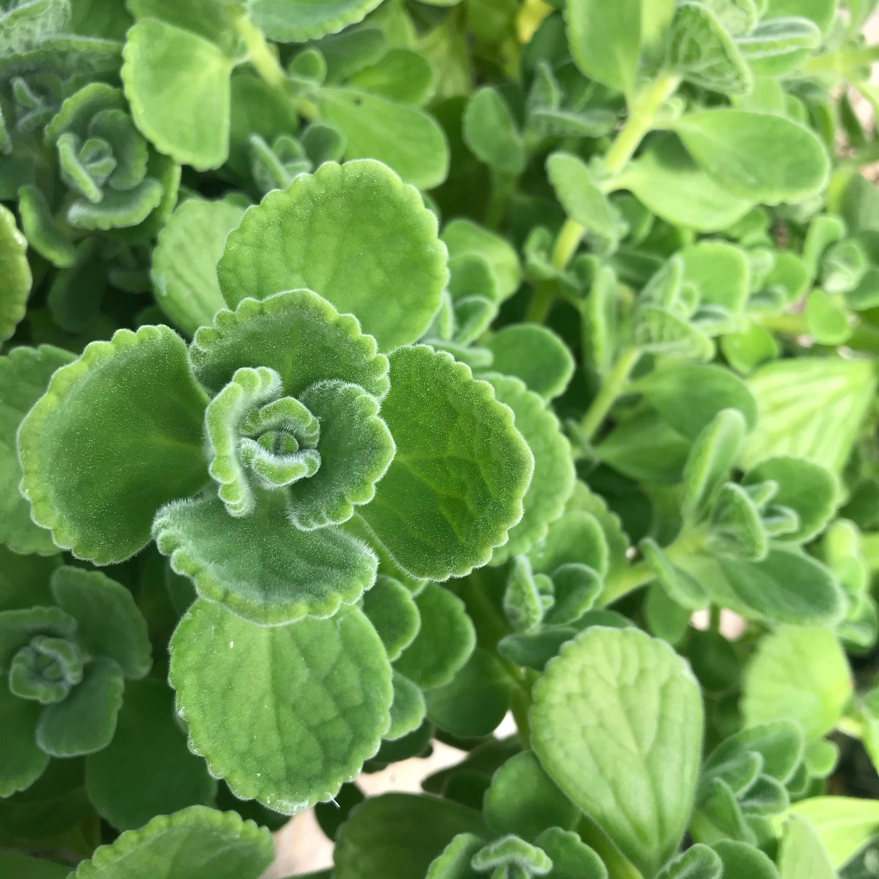Plectranthus amboinicus - Cuban Oregano, Comfort Plant