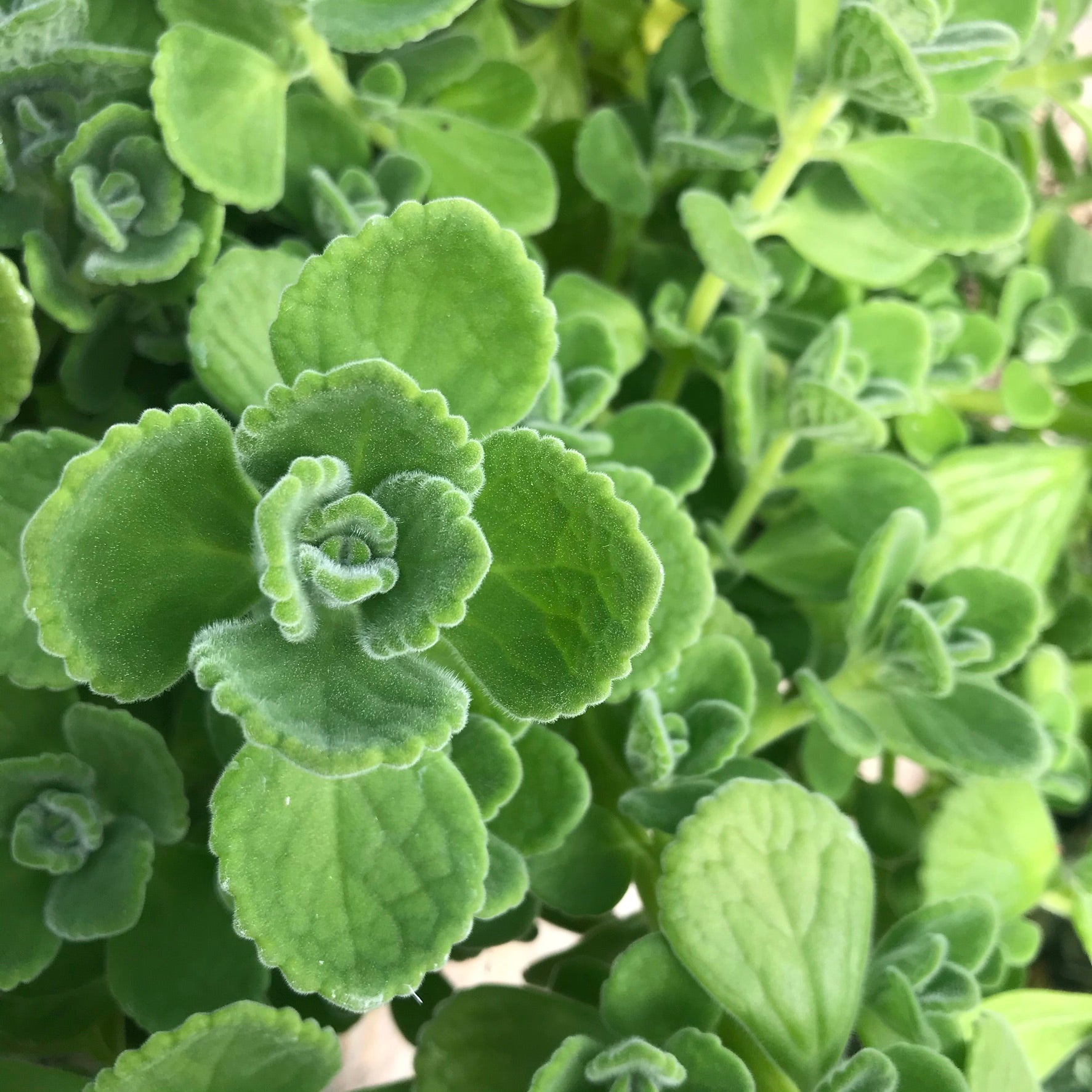 Plectranthus amboinicus - Cuban Oregano, Comfort Plant