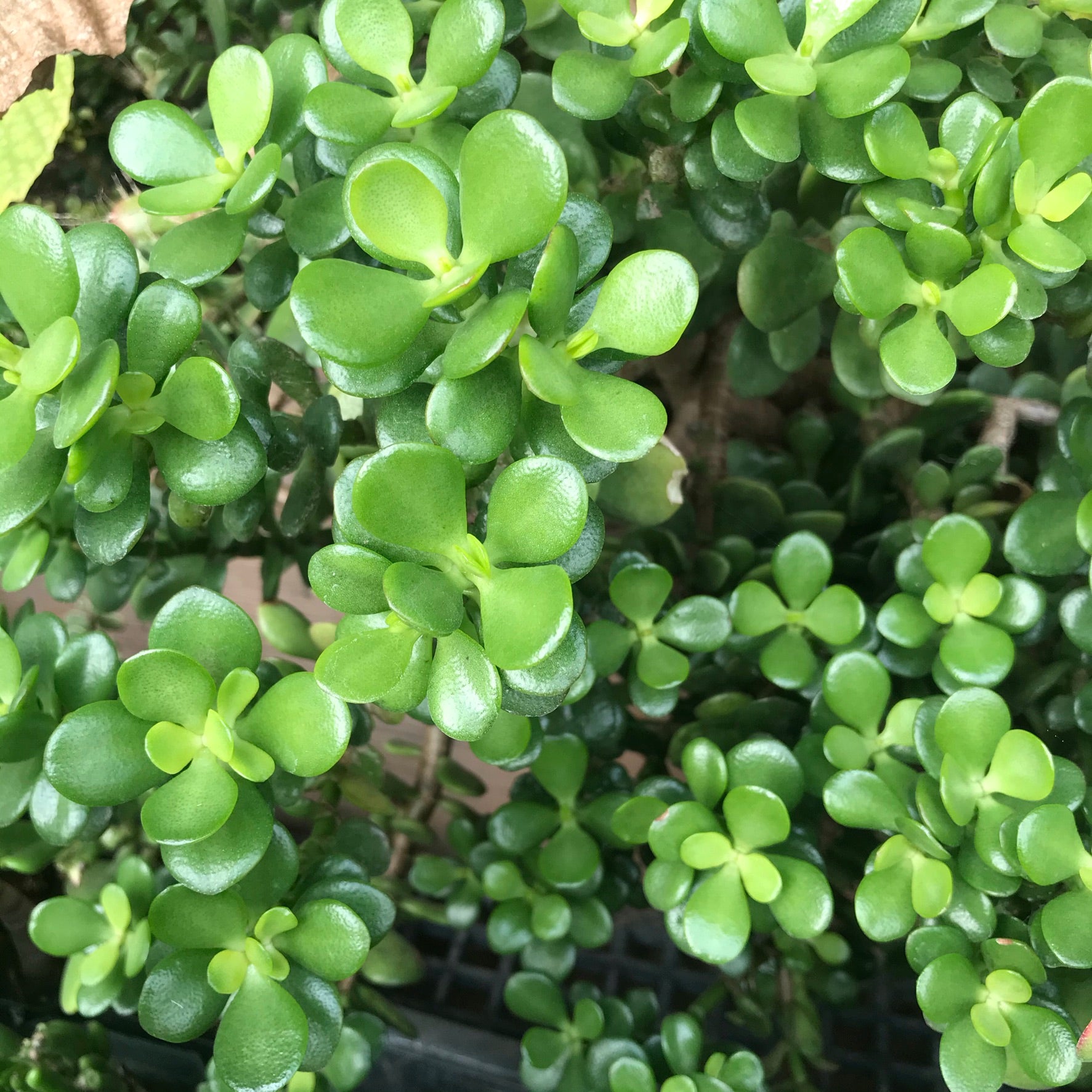 Crassula ovata 'Crosby's Compact' - Dwarf Jade