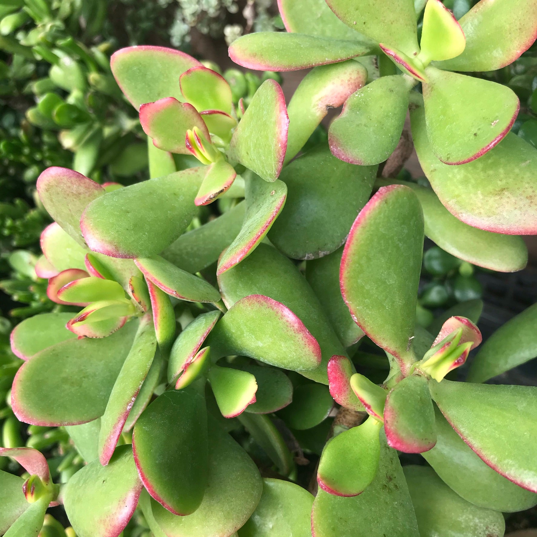 Crassula ovata - Jade Plant, Money Plant, Lucky Plant