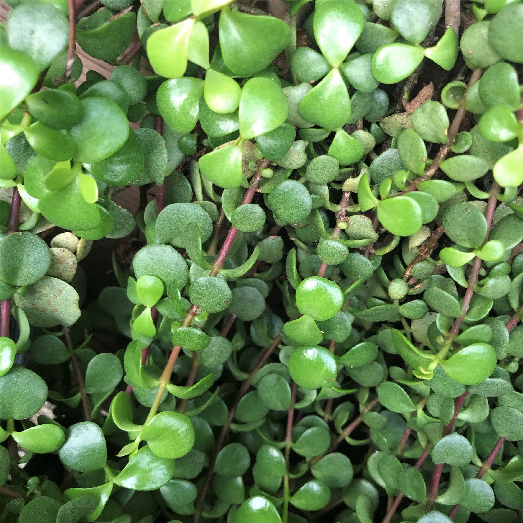 Portulacaria afra 'Cascade' - Trailing Elephant Bush