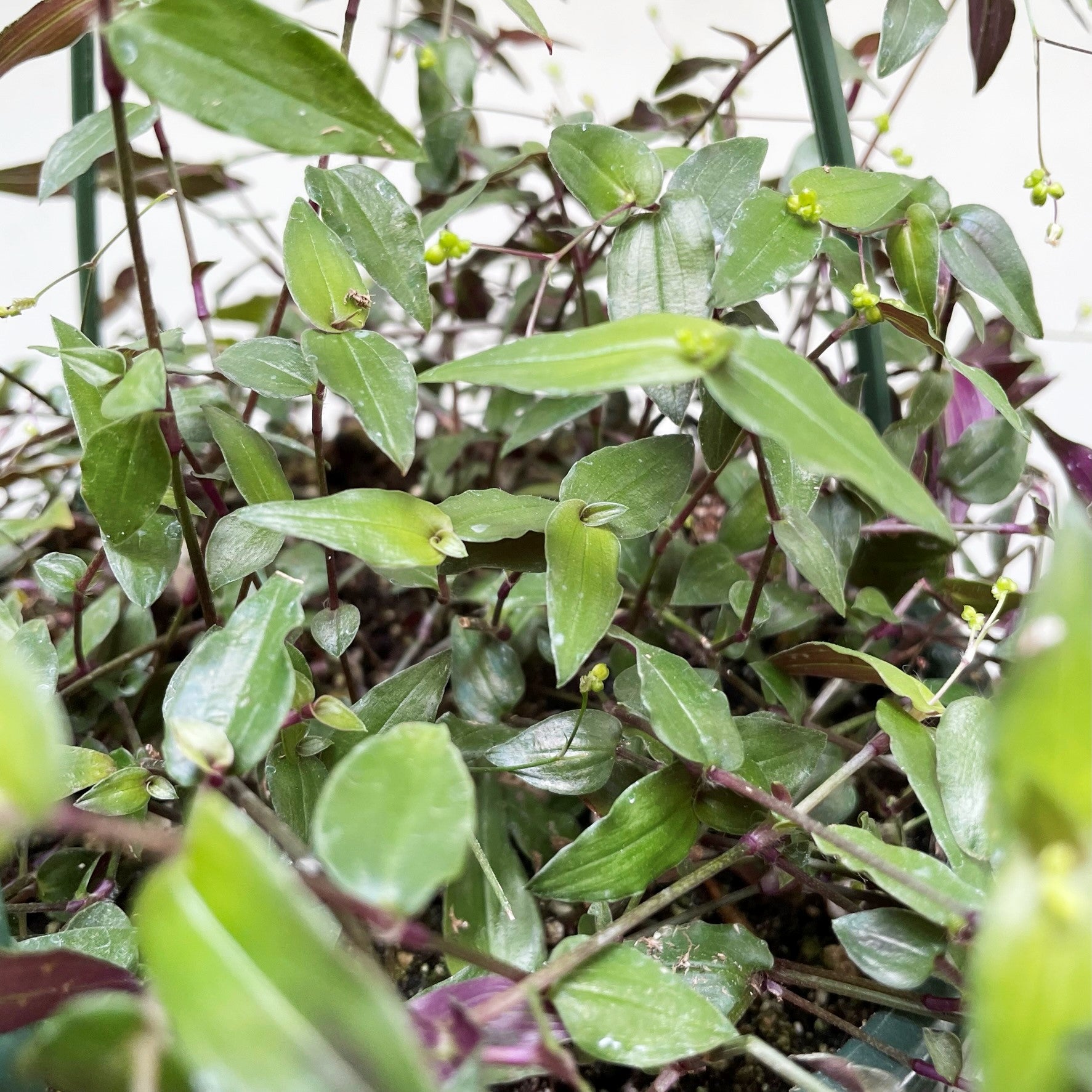 Gibasis pellucida - Tahitian Bridal Veil