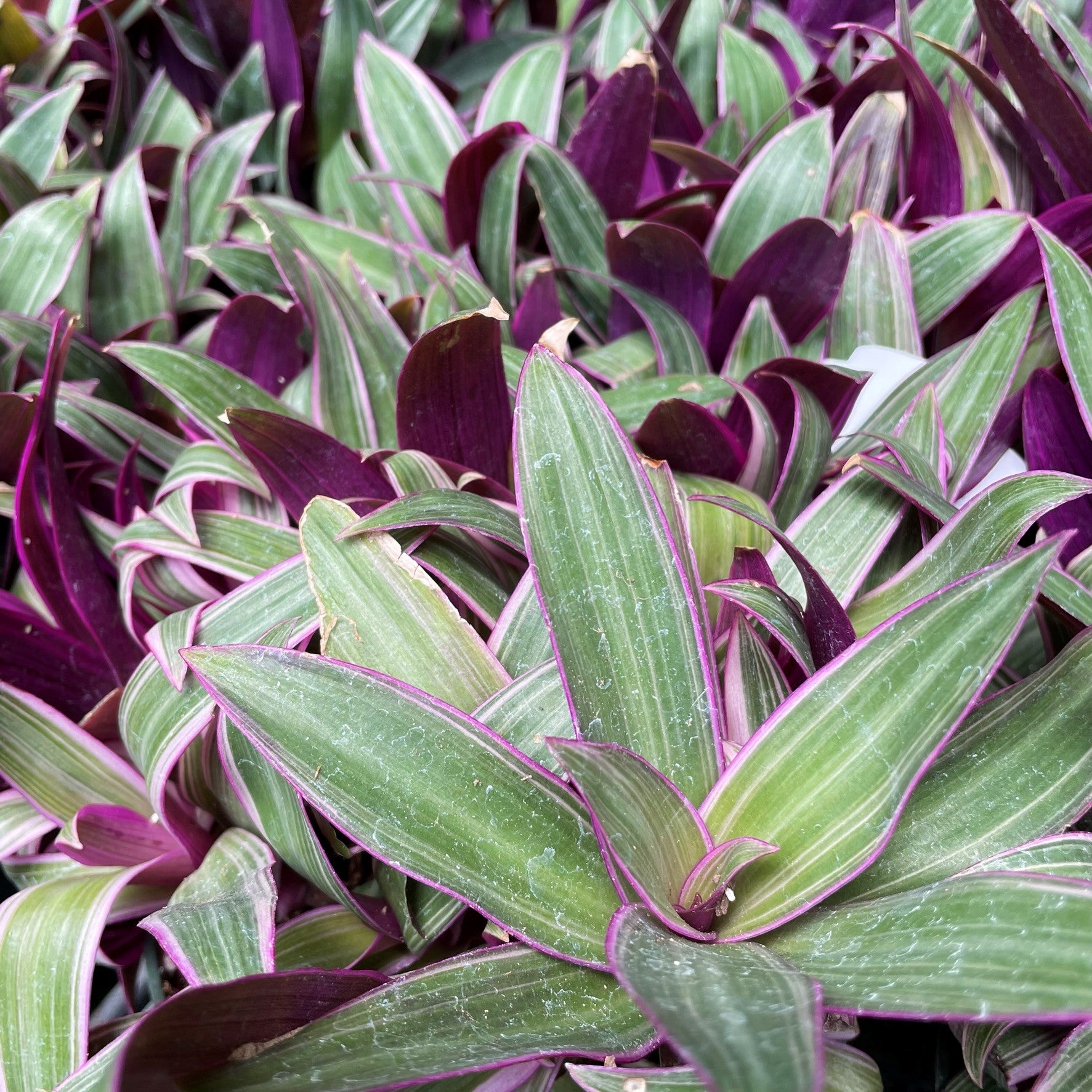 Tradescantia spathacea 'Rhoeo Tricolor' - Boat Lily