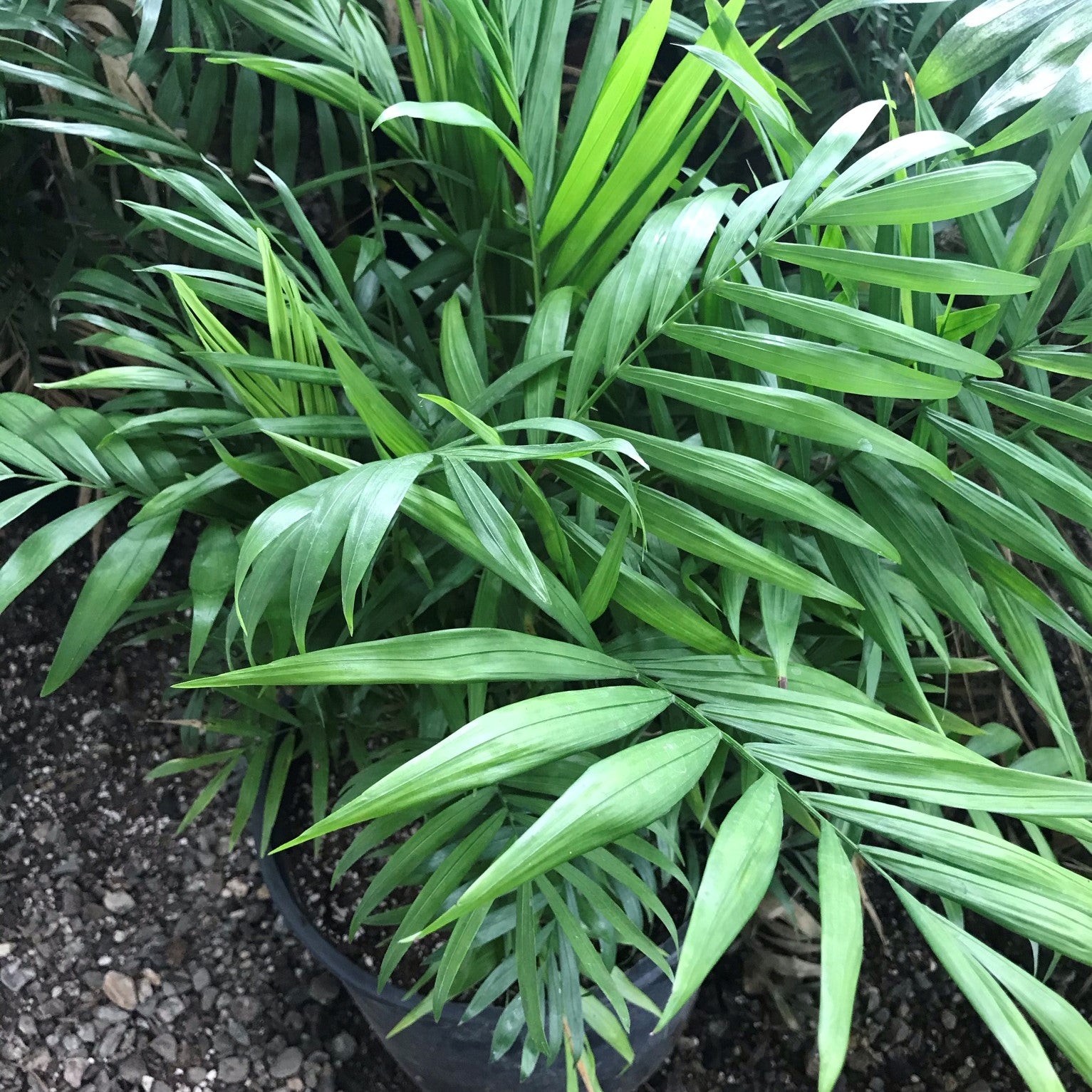 Chamaedorea elegans - Parlor Palm